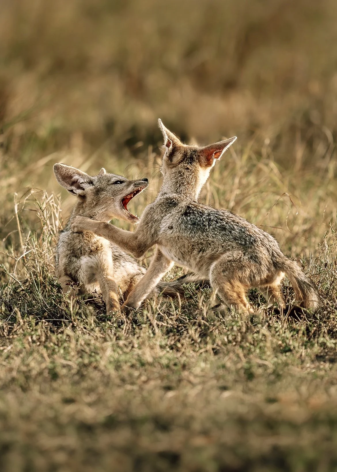 Playing Baby Jackals_Mara.jpg