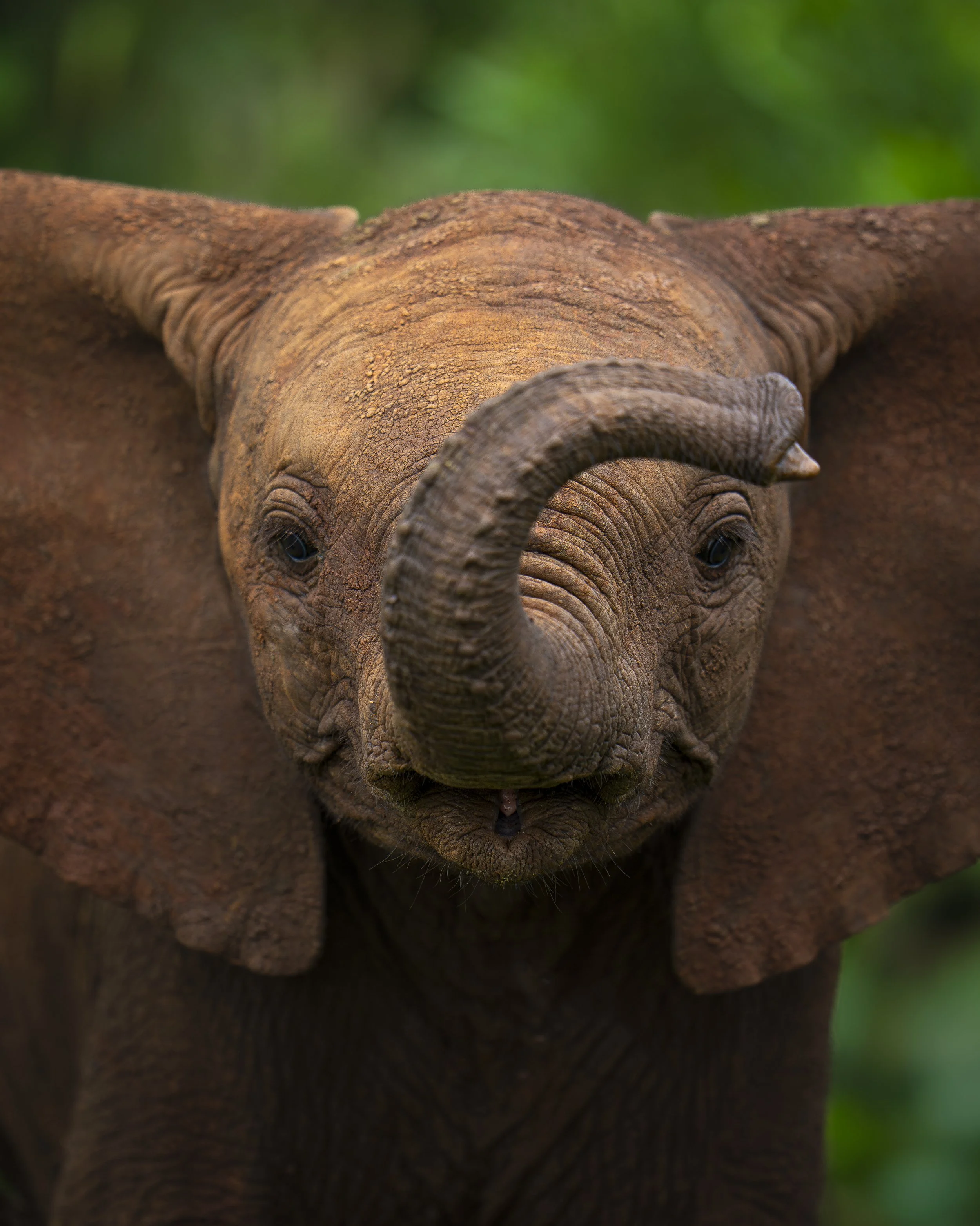 Elephant baby_02_KZN_A1_400GM.jpg