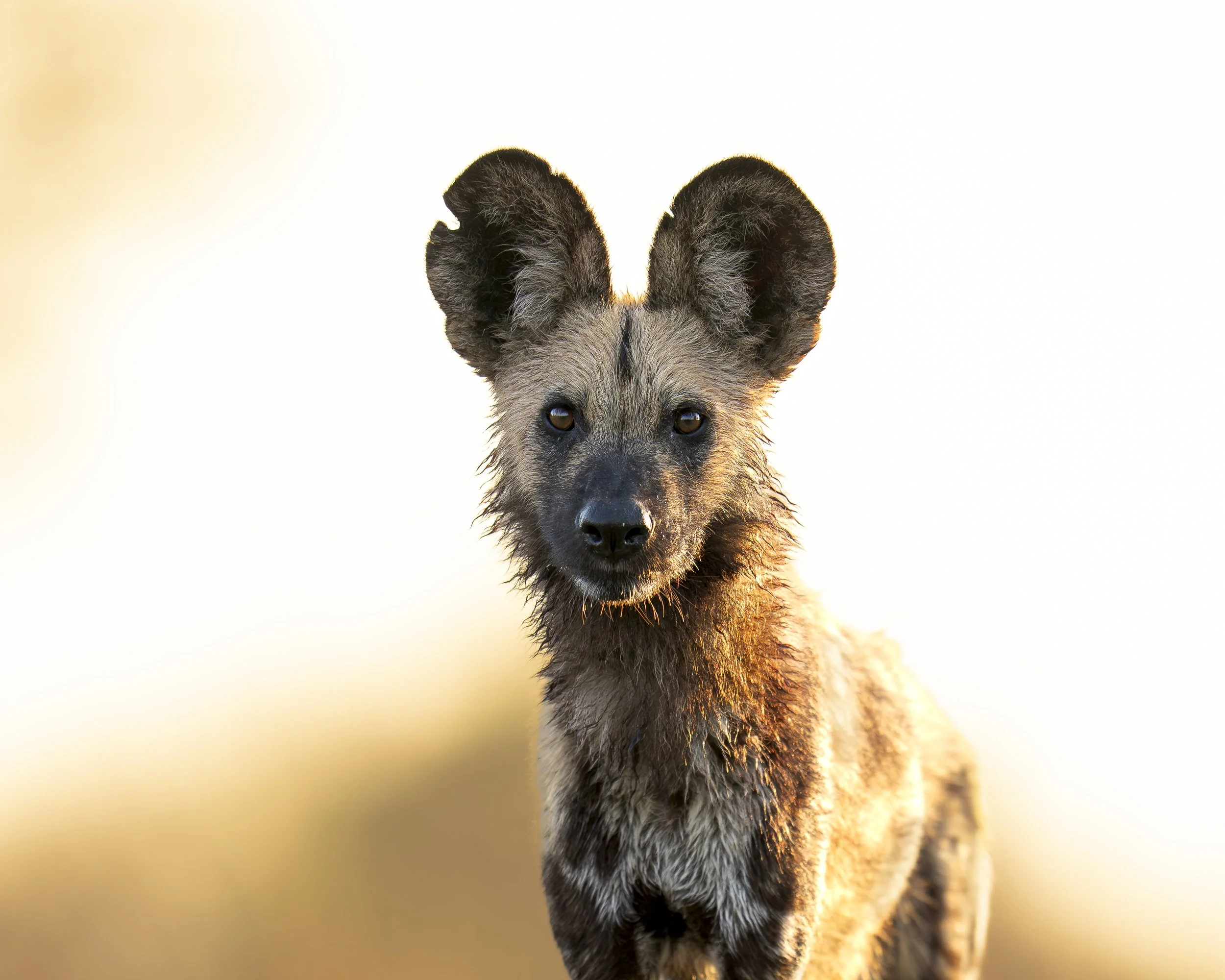 Wilddog sunrise_01_Delta22_A1_400GM.jpg