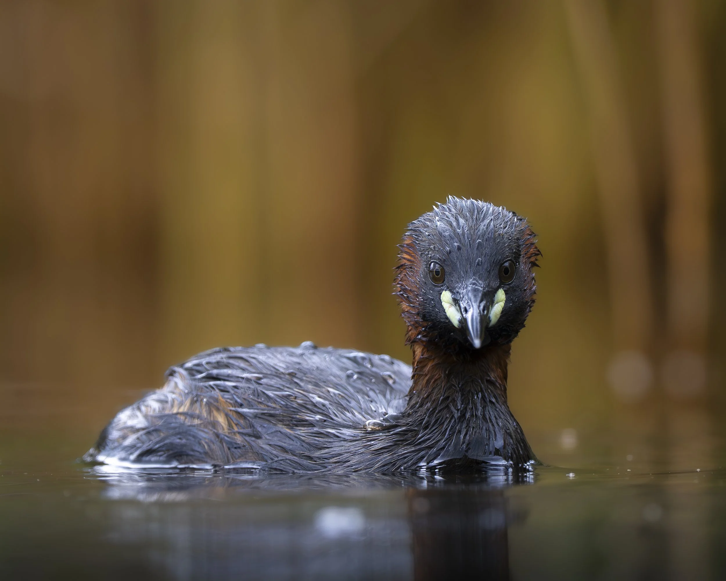 Zwergtaucher_02_CH_A7RVI_100400GM.jpg