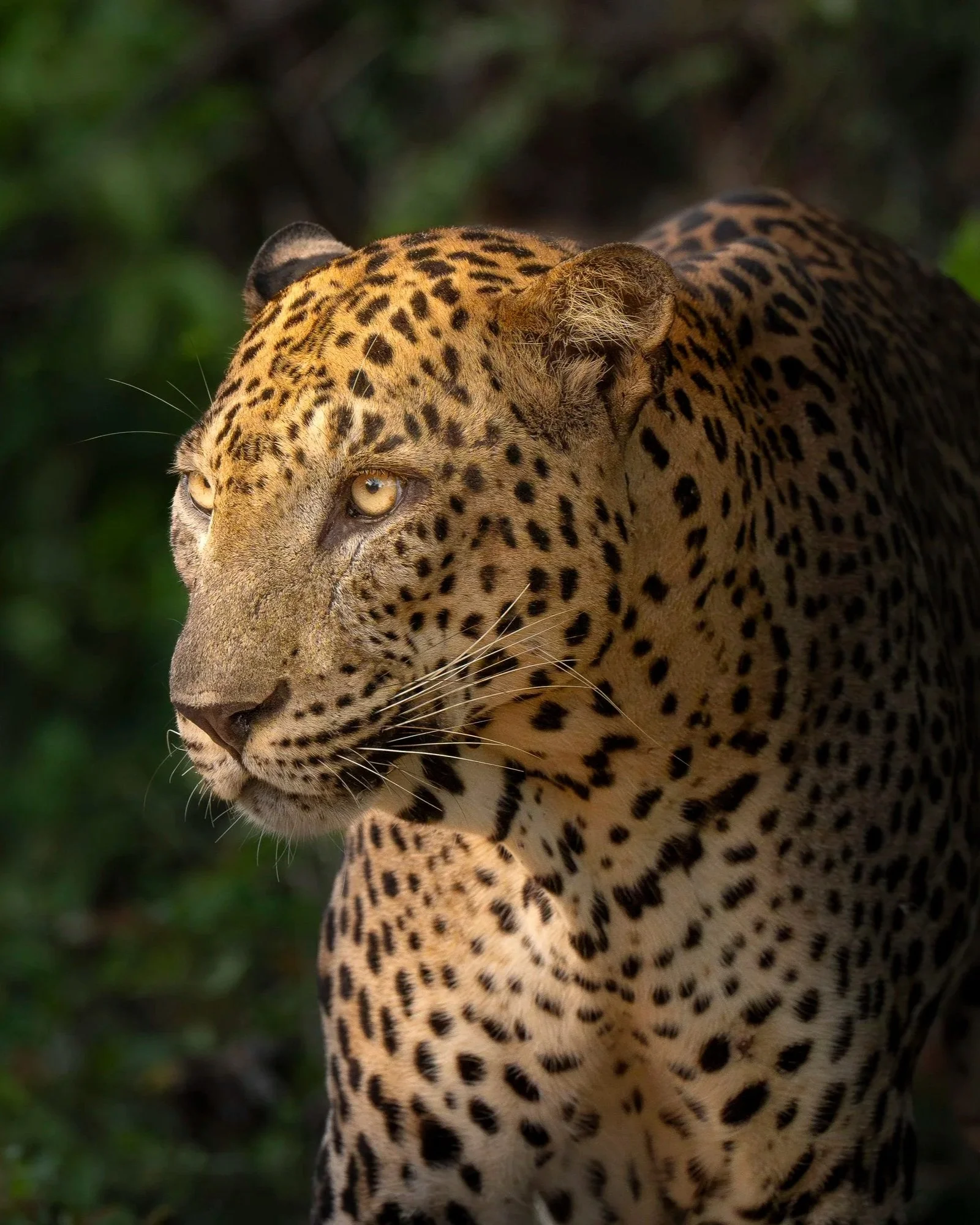 Leopard+old_Sri+Lanka_A9III_600GMTC2.jpg
