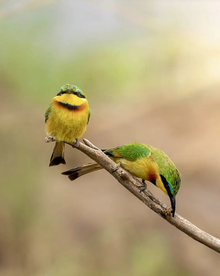 Little Beeeater Masai Mara.jpg