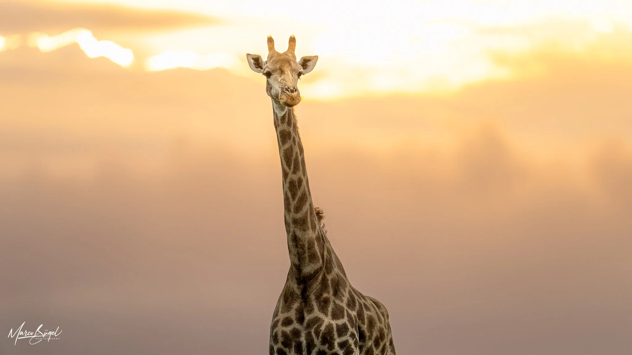 Giraffe_01_KZN.jpg