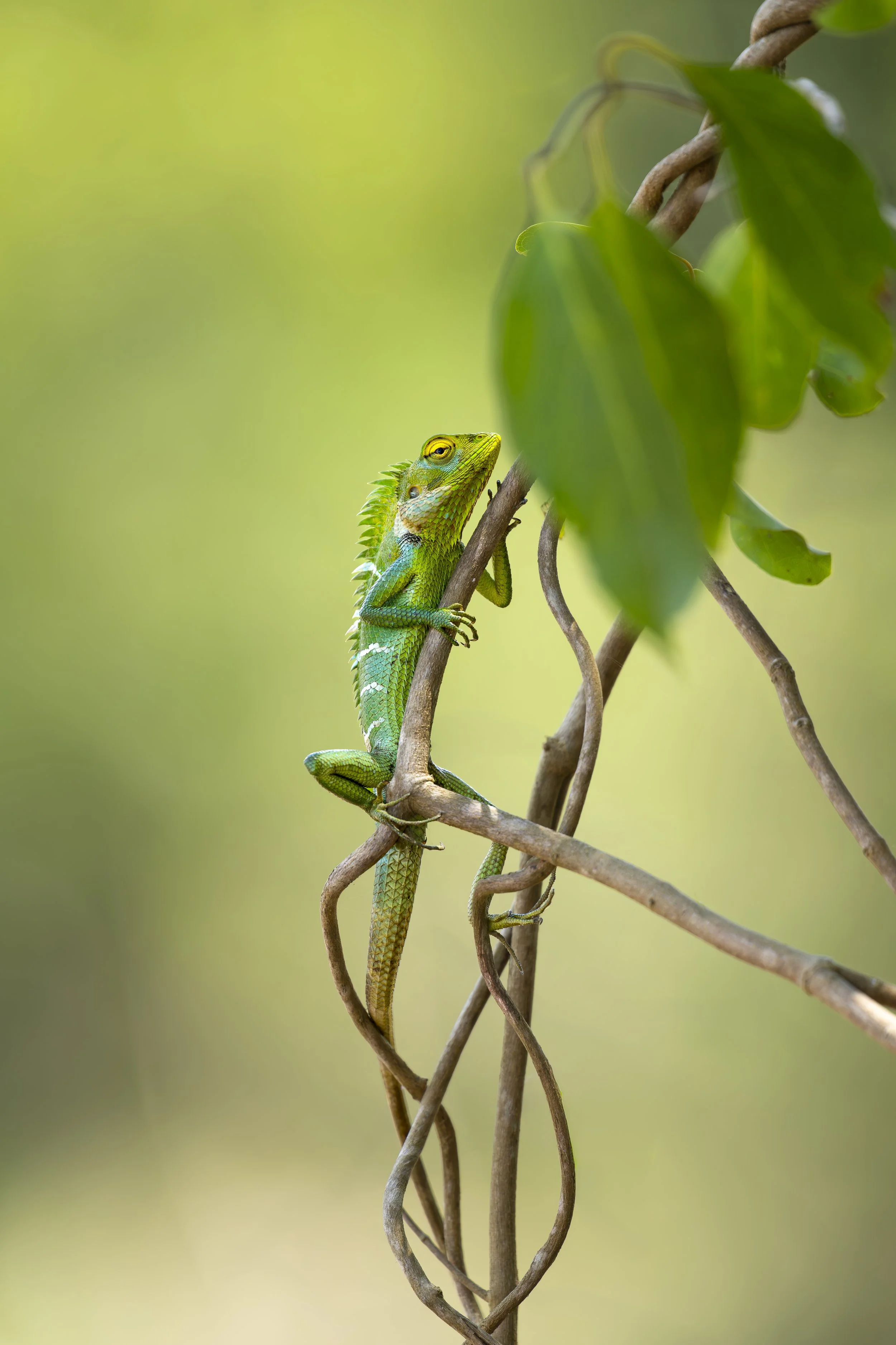 Garden Lizzard_01_SRL0326_A1II_300GMTC2.jpg