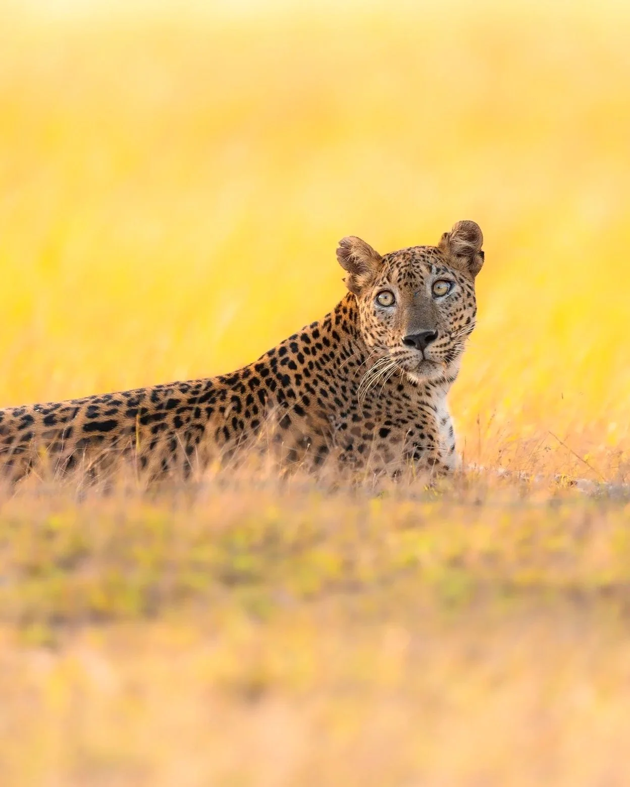 Leopard+Sri+Lanka_A9III_600GM.jpg