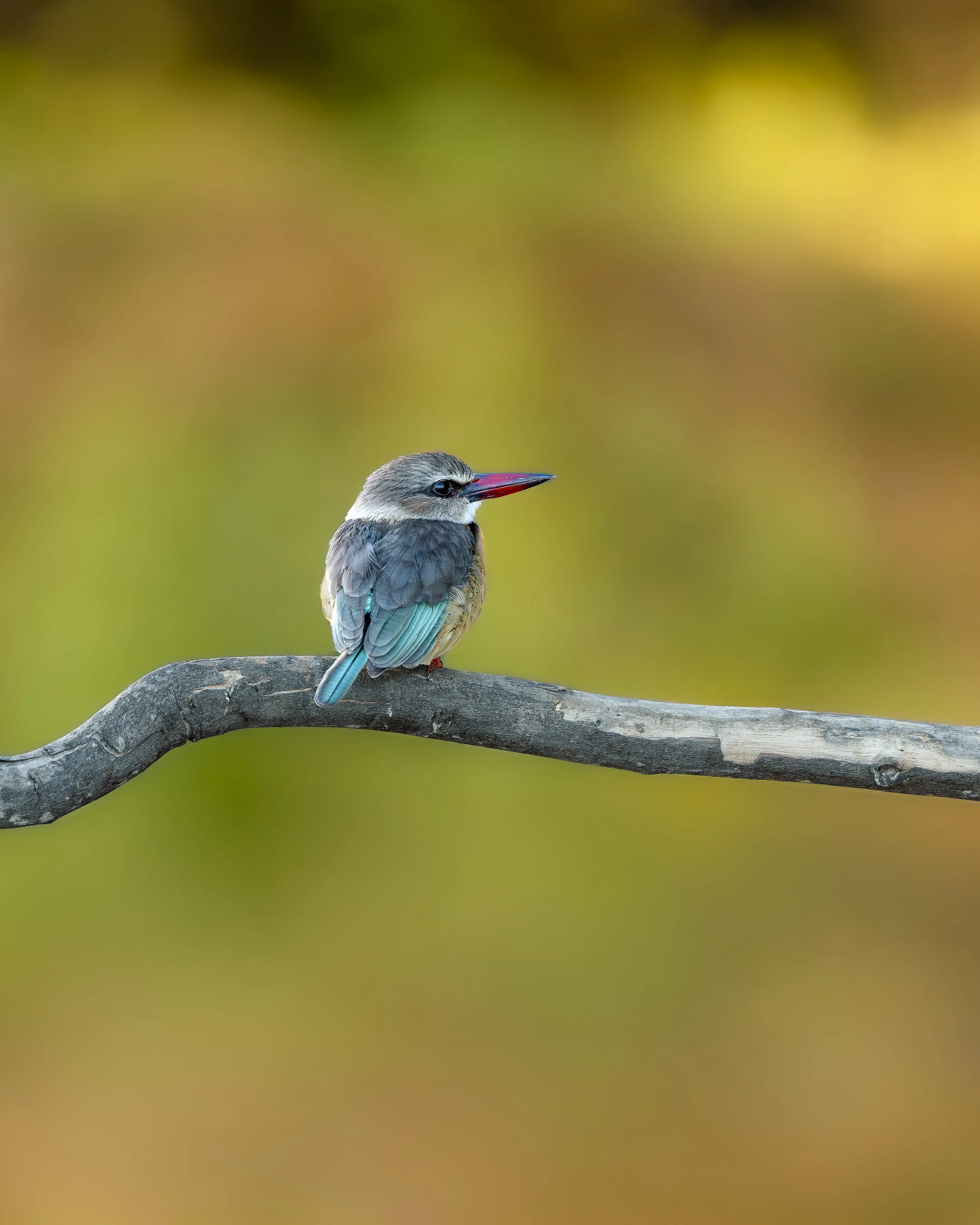 Grey Headed Kingfisher_01_LZNP_A1_600GM.jpg