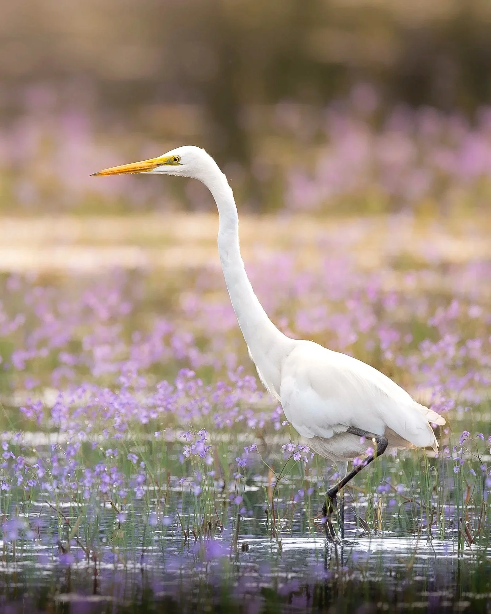 Eastern+great+Egret_01_Sri+Lanka_A9III_600GM.jpg