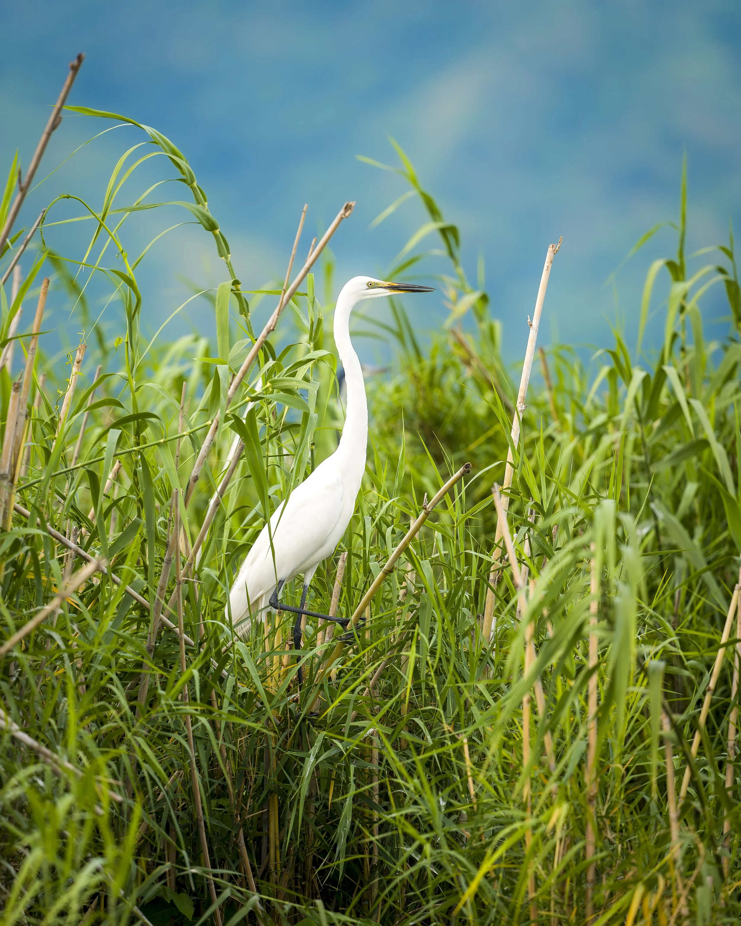 Great Egret_00_LZNP_A7V_300GM.jpg