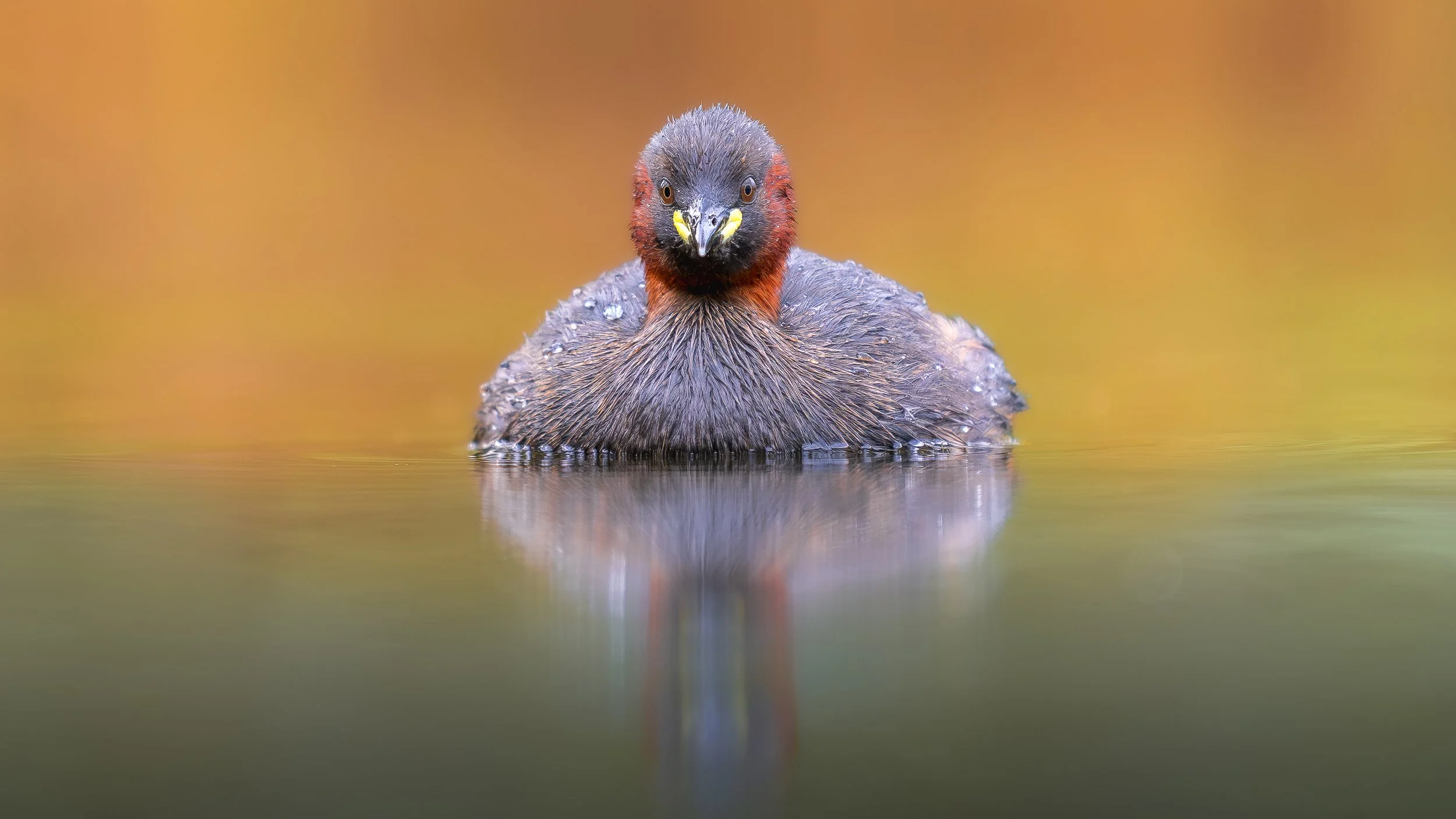 Zwergtaucher OM1 II_50-200 F2.8.jpg