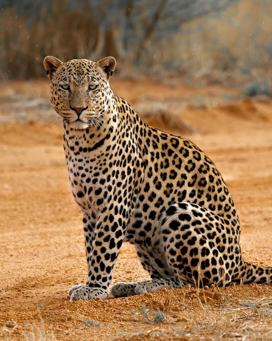 Leopard-3.jpg