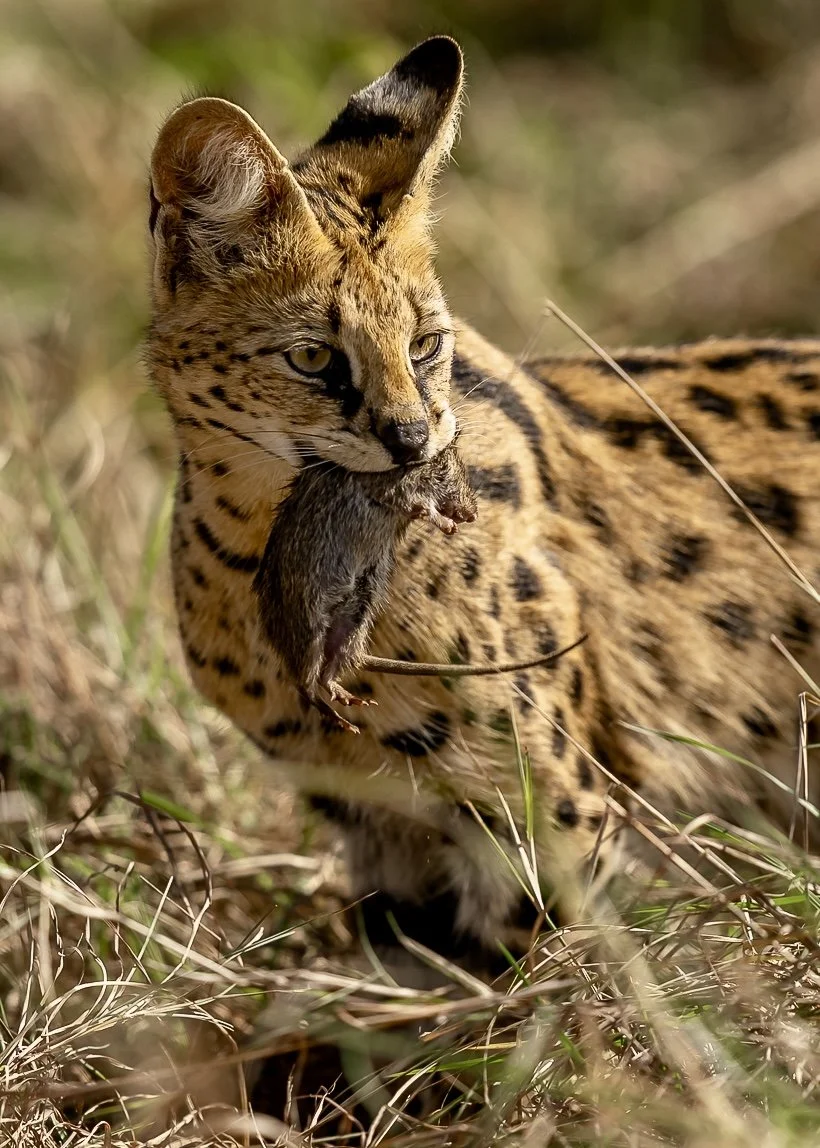Masai Marai Serval mit Maus06089e.jpg