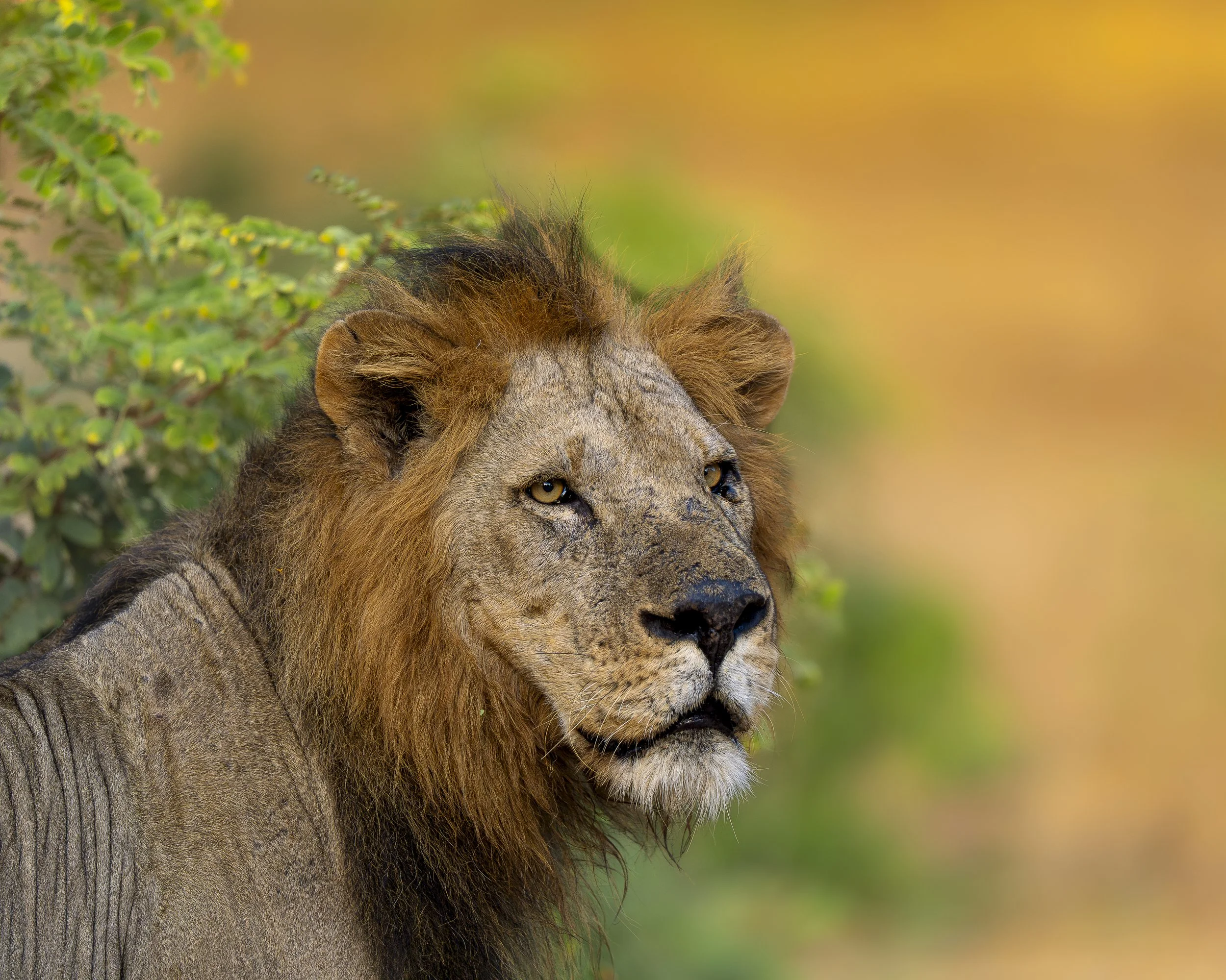 Male Lion_01_Zambia_A9III_600GM.jpg