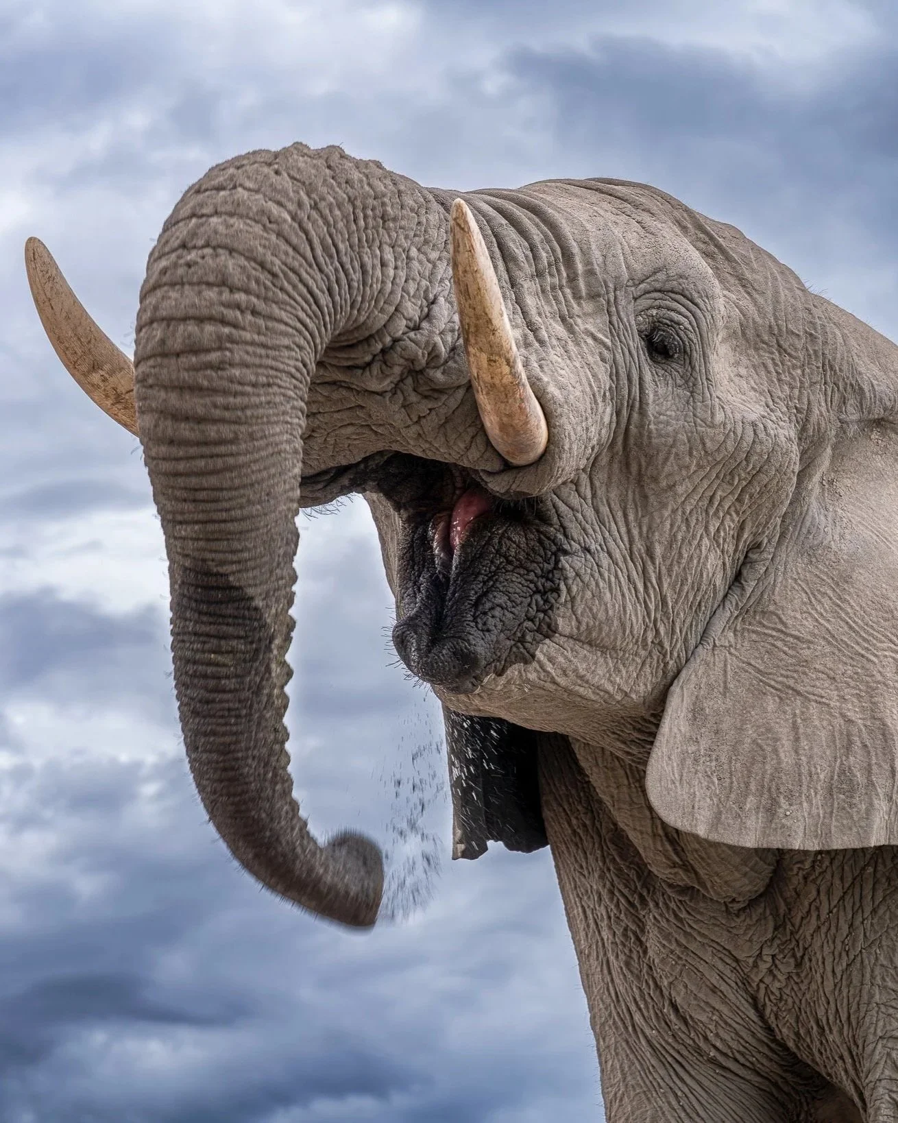 Dramatic+Elephant_A7RIV_2470GM_NAM-2.jpg