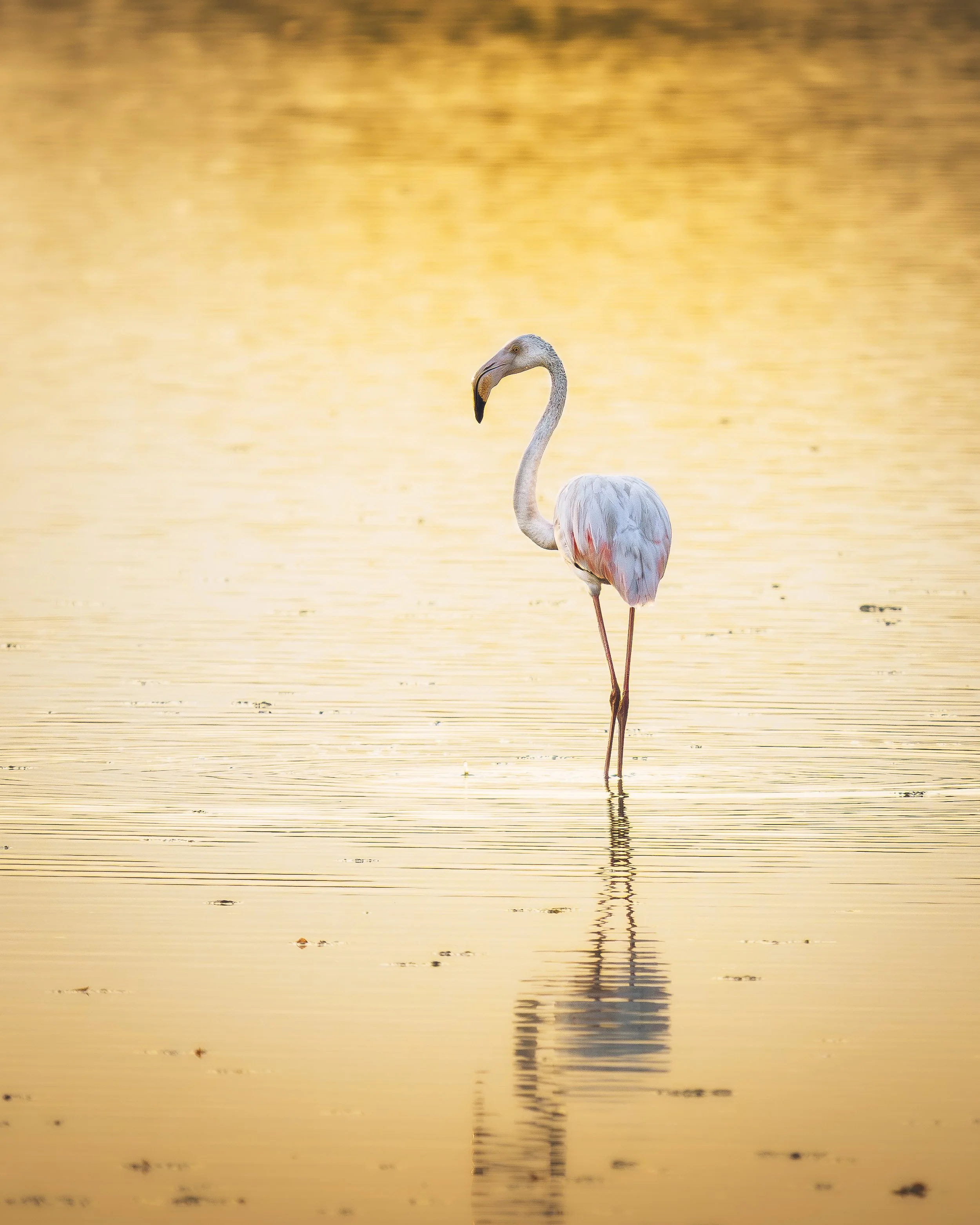 Flamingo sunset_01_IT_OMS_150400.jpg