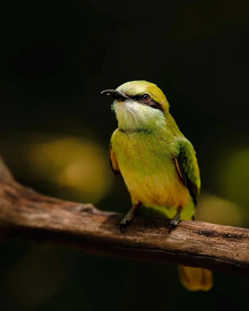 Asian+Green+Beeeater_1350p_SriLanka_A9III_600GM.jpg
