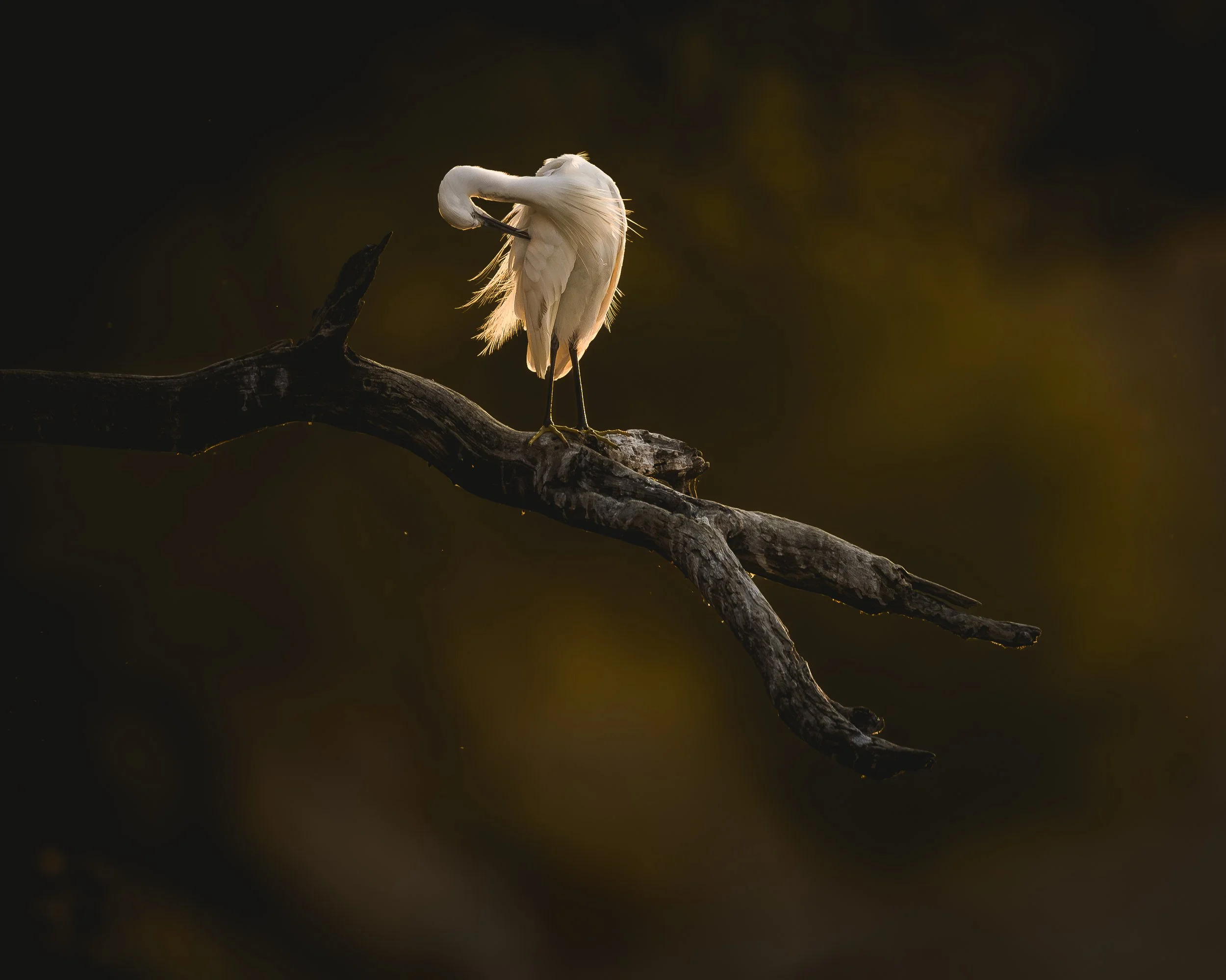 Egret sunset_01_Chobe22_A1_600GM.jpg