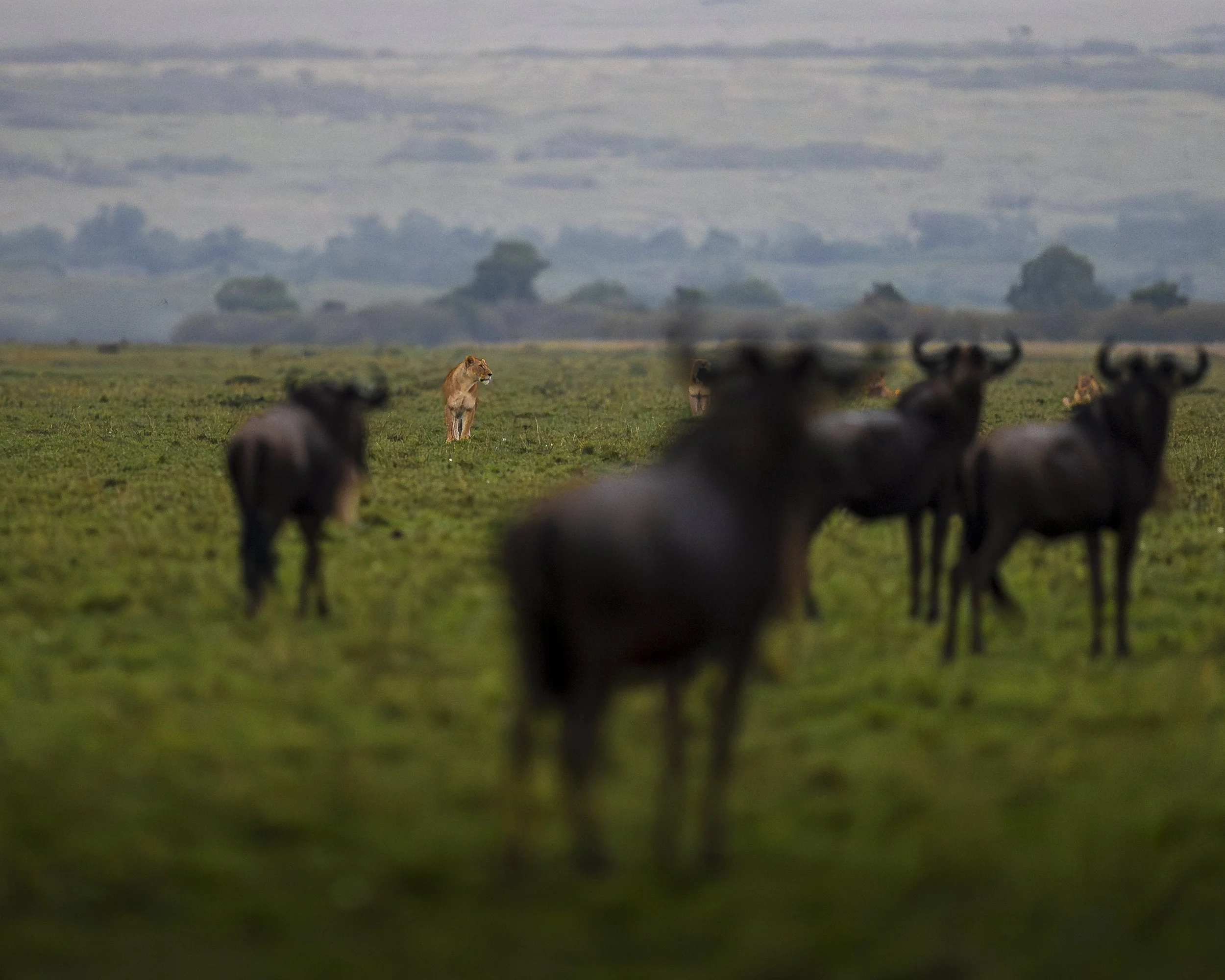 Löwen_01_Mara_Chobe_A1_400GM.jpg