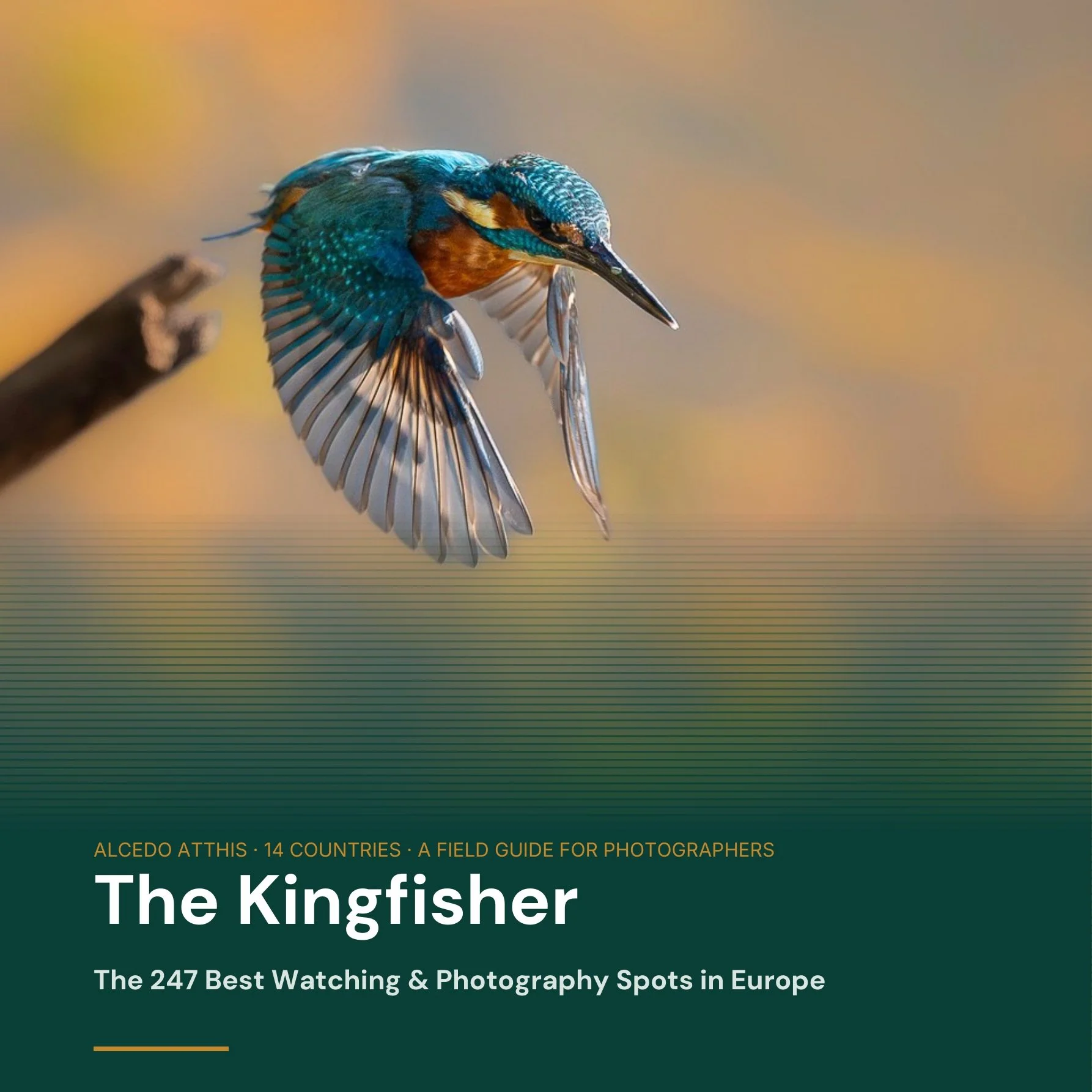 Kingfisher_Cover_Square_1x1.jpg
