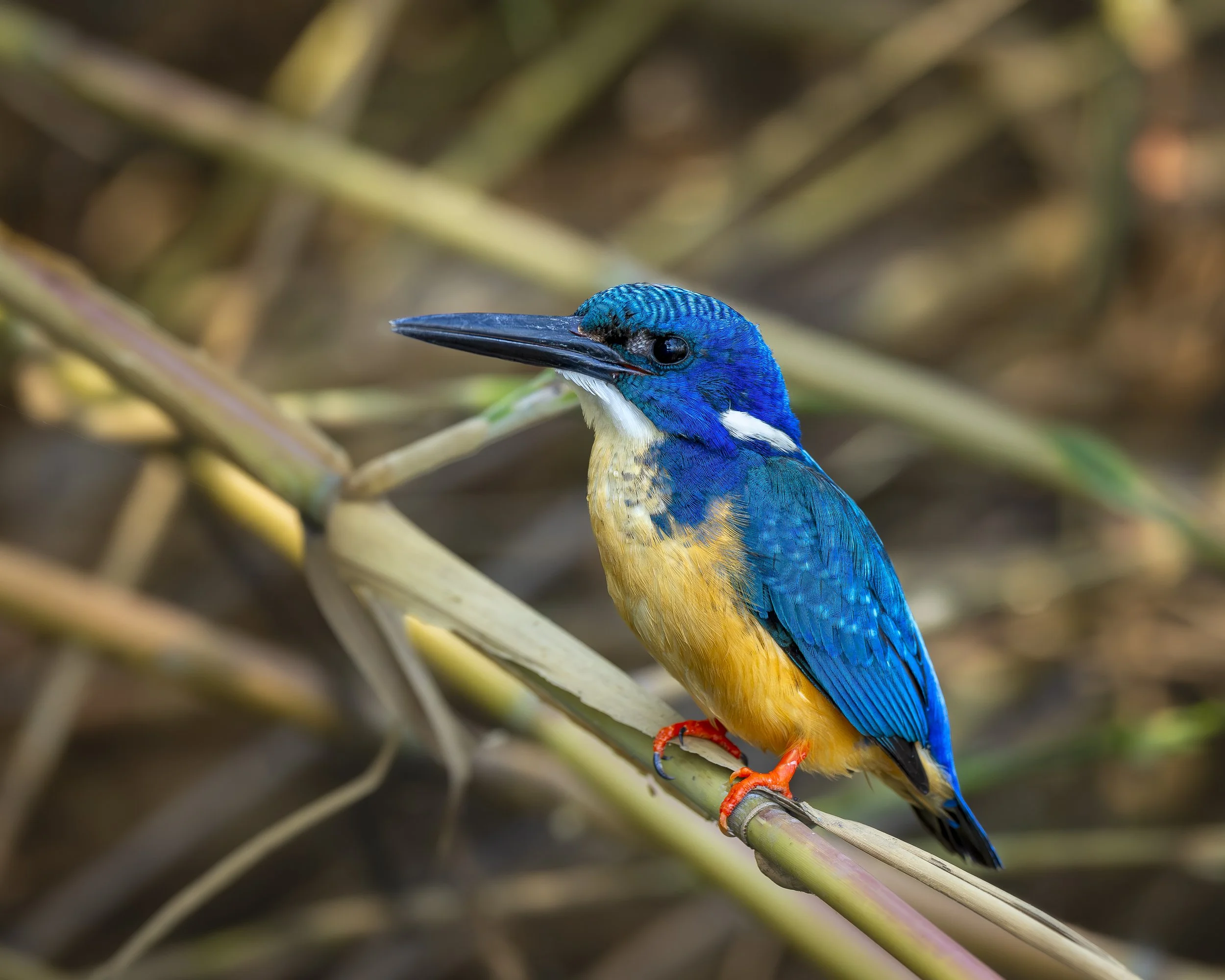 Half Collard Kingfisher_03_Chobe22_A1_600GM.jpg