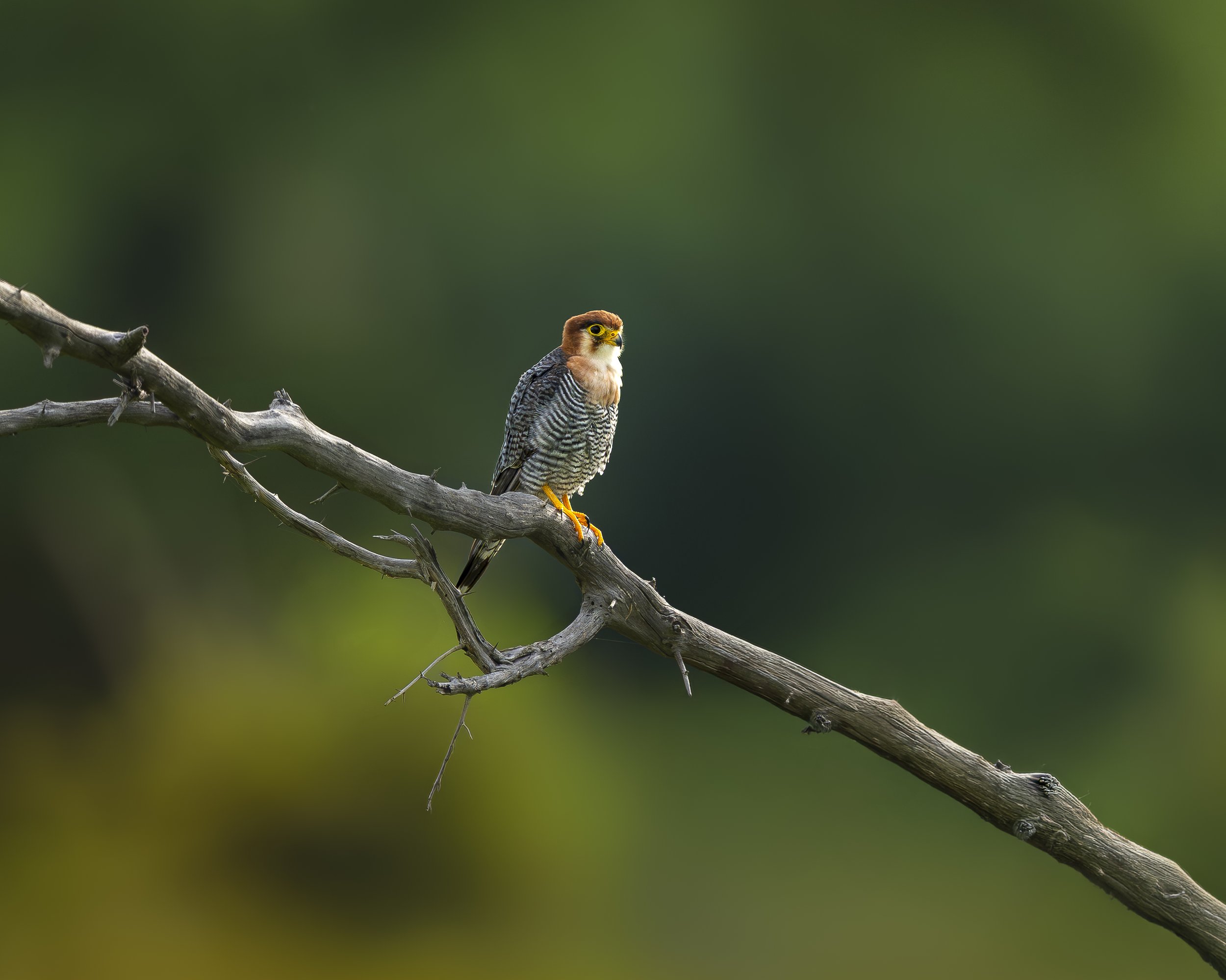Rothalsfalke_01_LZNP_A1II_600GM.jpg