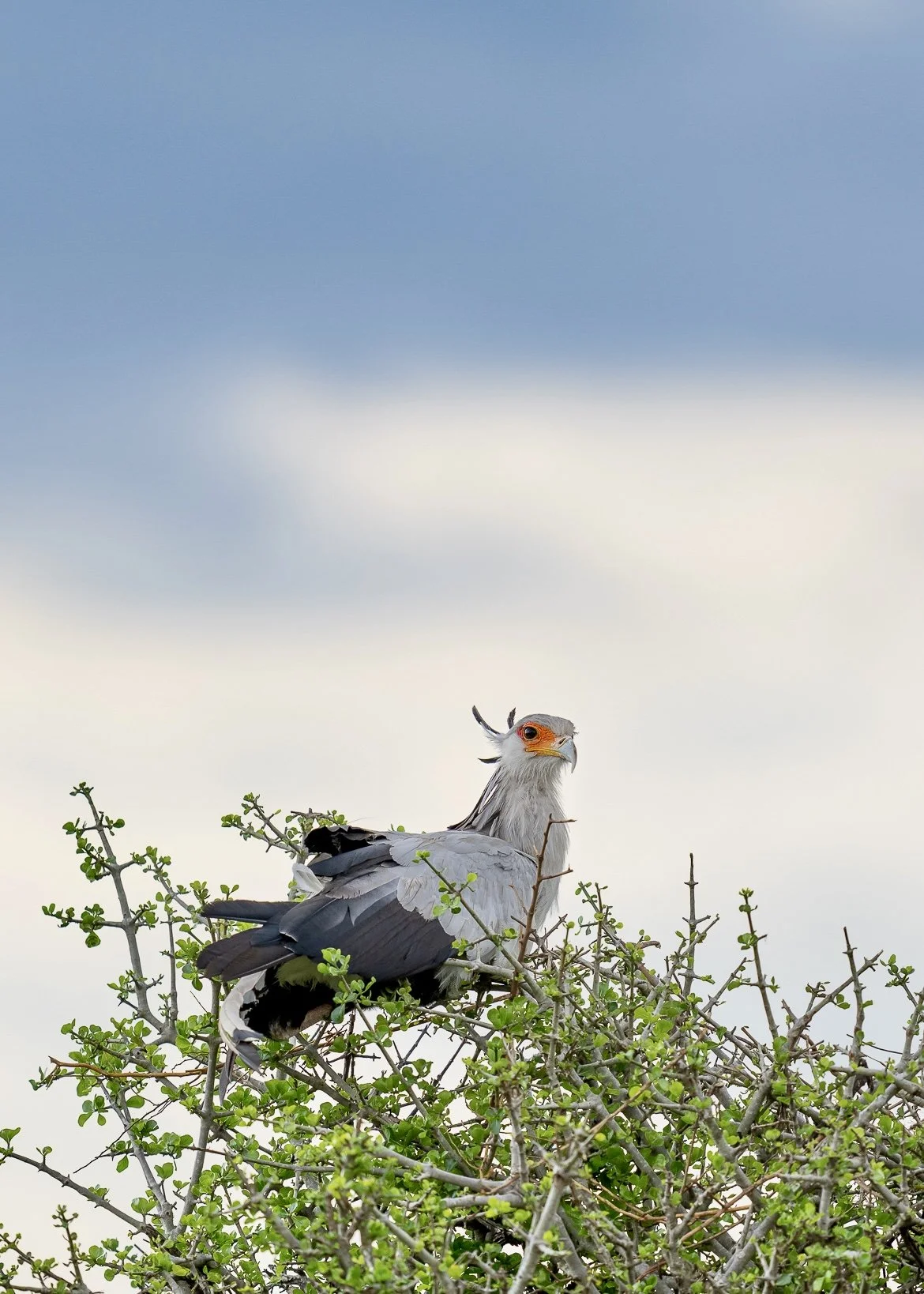 Masai Marai Secretary Bird02536e.jpg