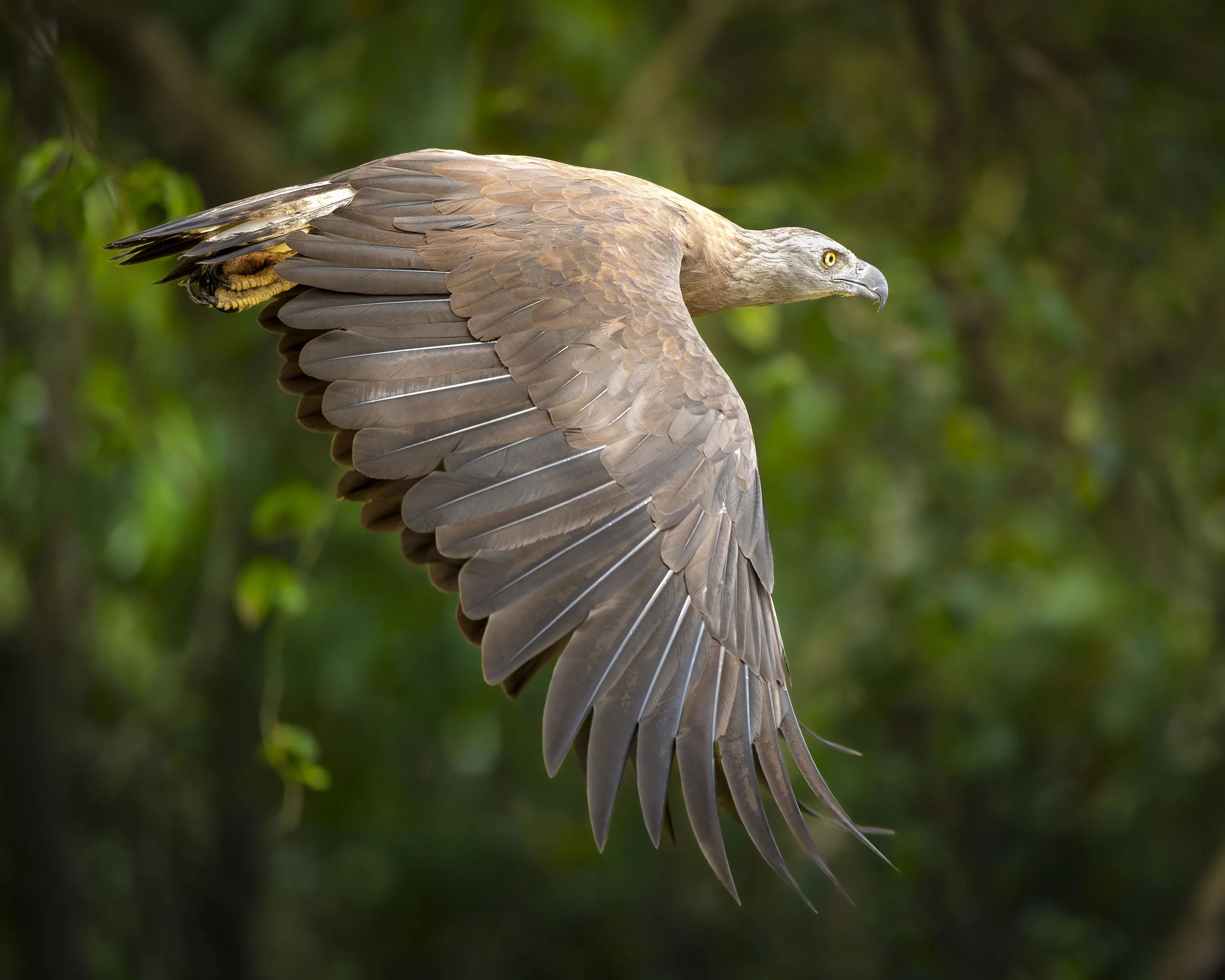 Bird Jon Doe_01_SRL_A9III_600GM.jpg