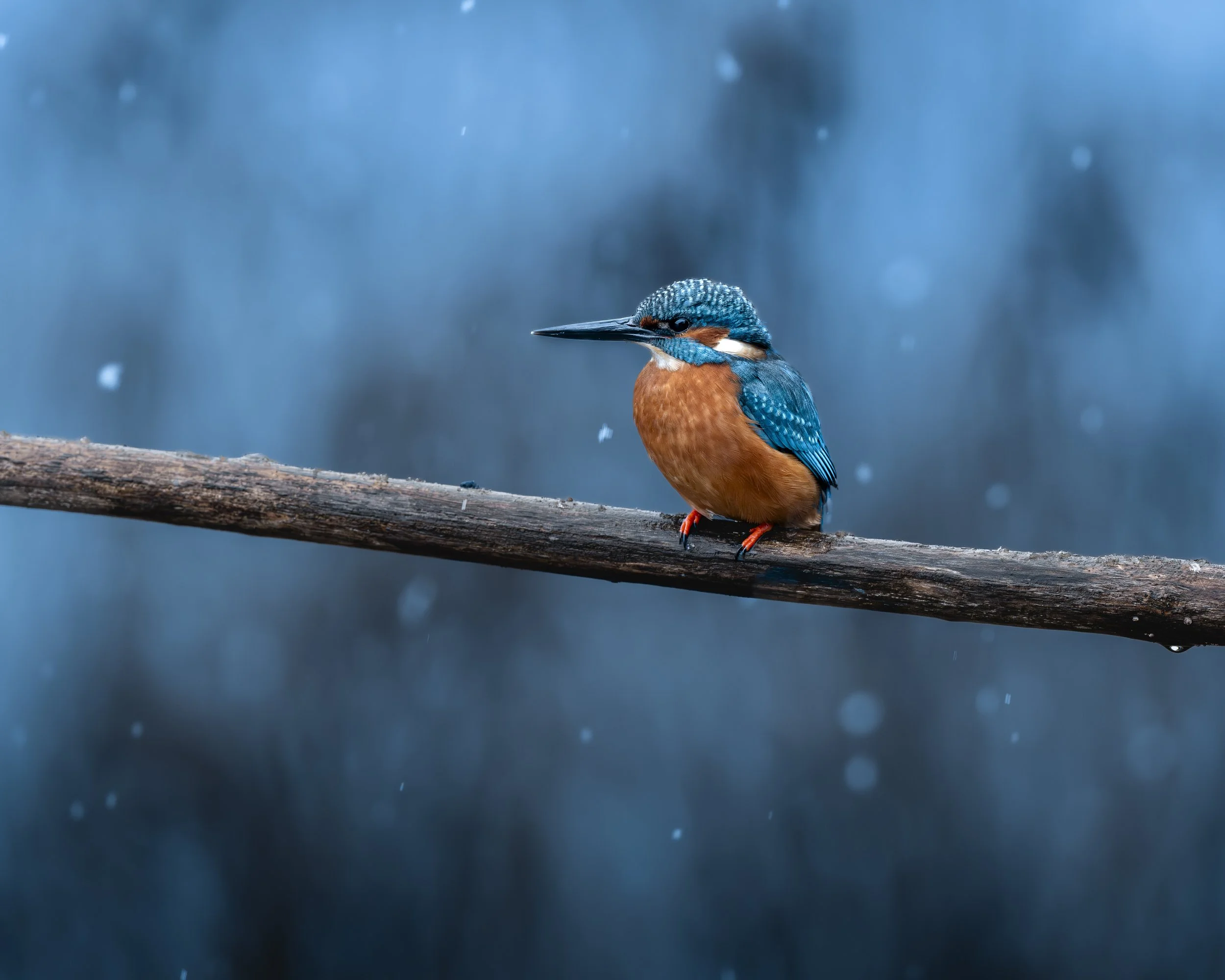 Eisvogel Schnee_03_CH_A1II_600GM.jpg