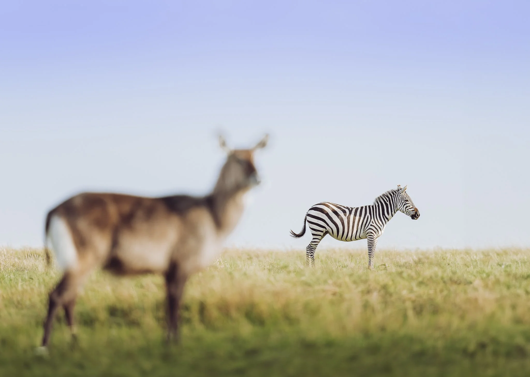 Zebra & Wasserbock_Mara.jpg