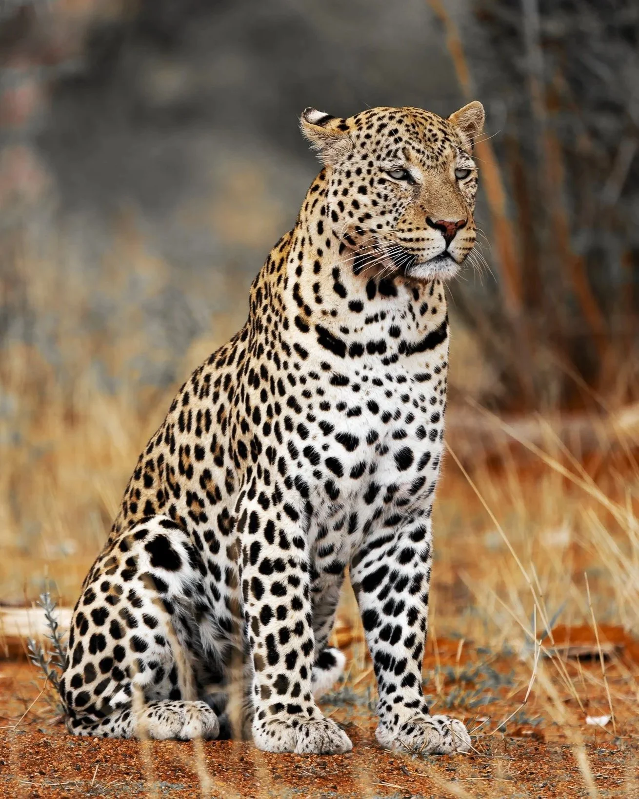 Fotoreise NAMIBIA - November 2027 - 3 Plätze frei