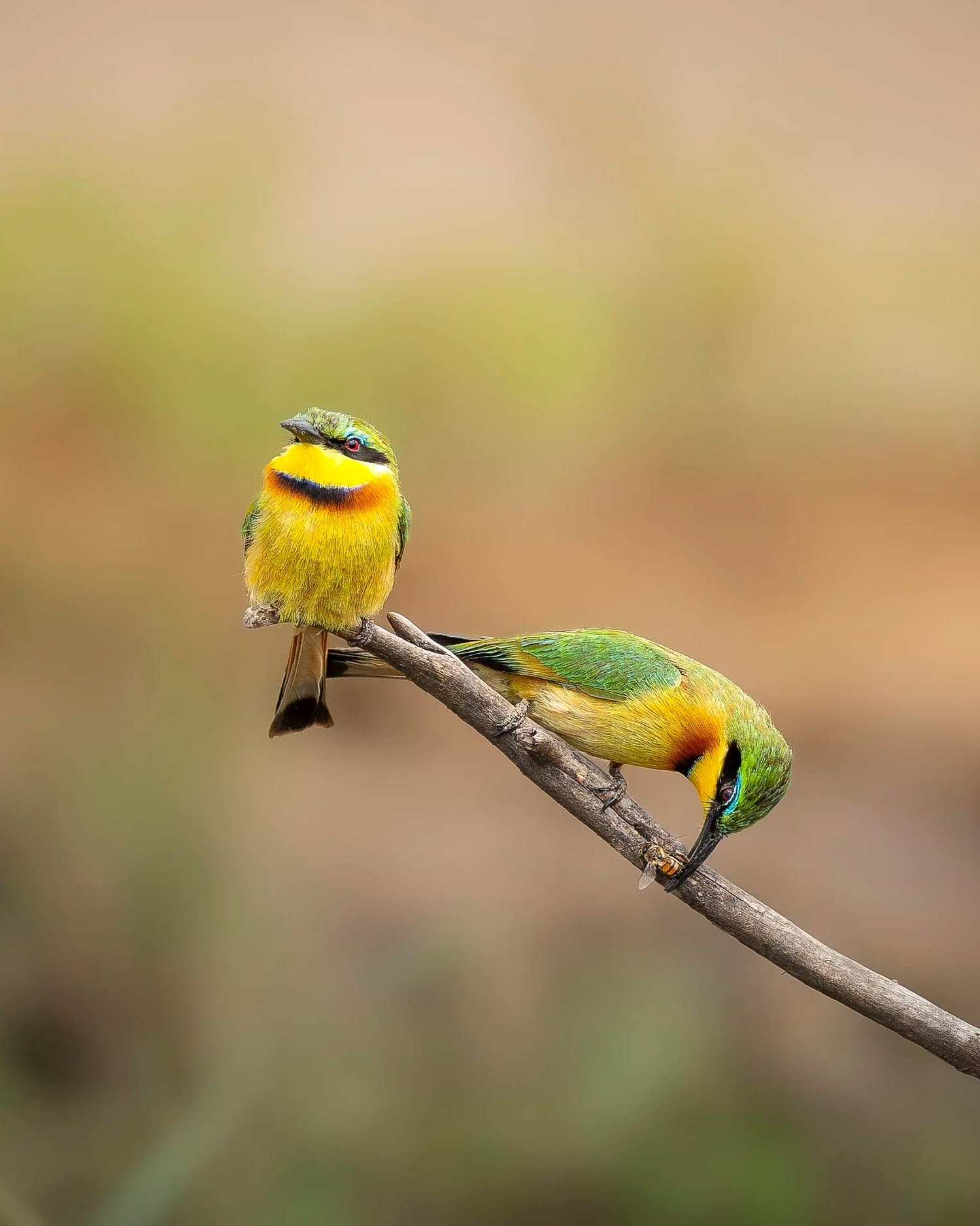 Little+Beeeaters_Kenya_A1_600GM.jpg