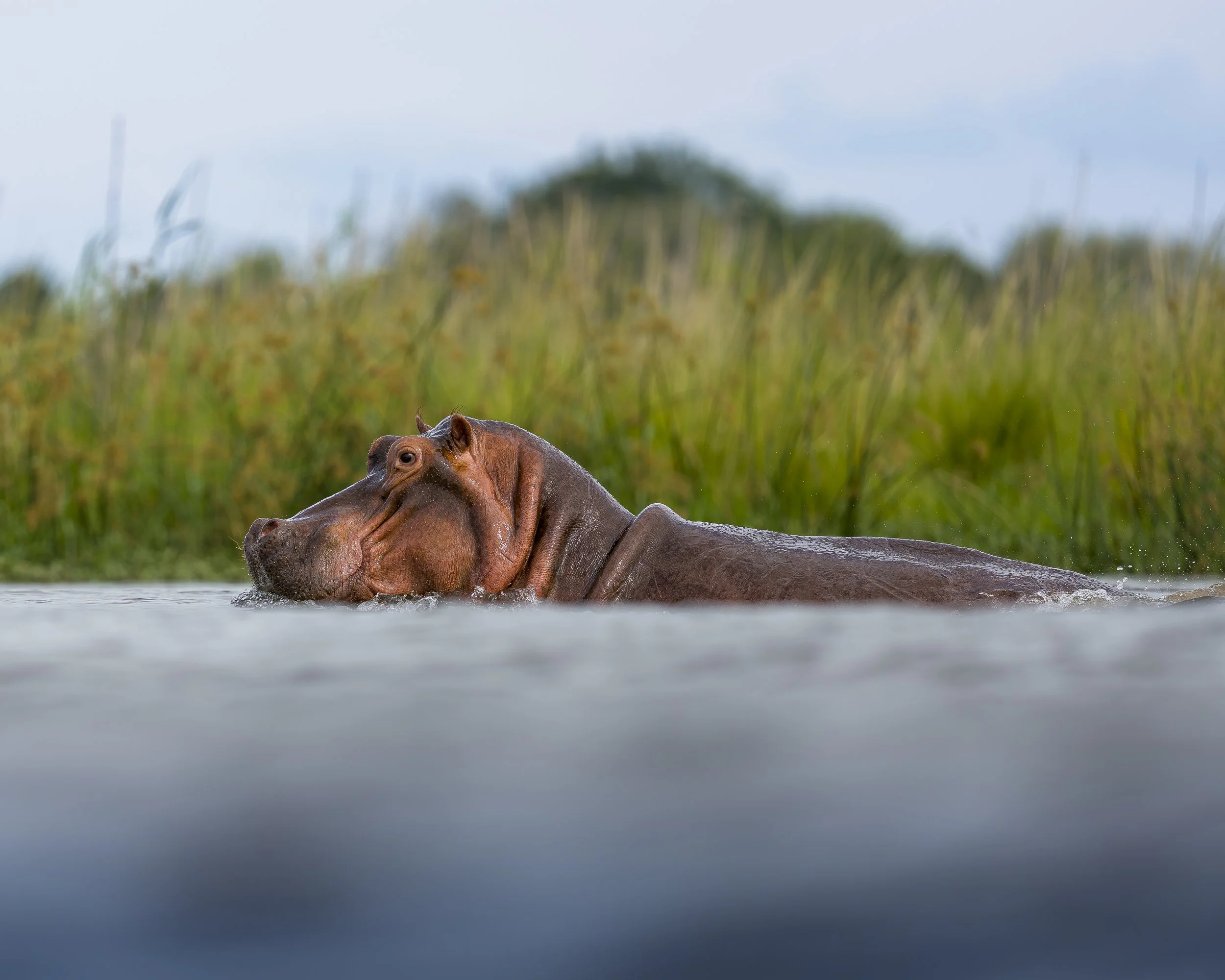 Hippo_06_ZAM1225_A7V_300GM.jpg
