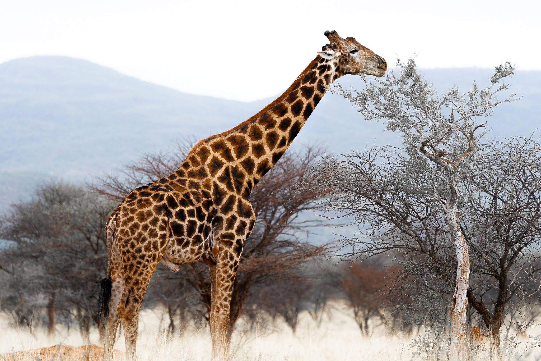 Giraffe Onkonjima-9028.jpg