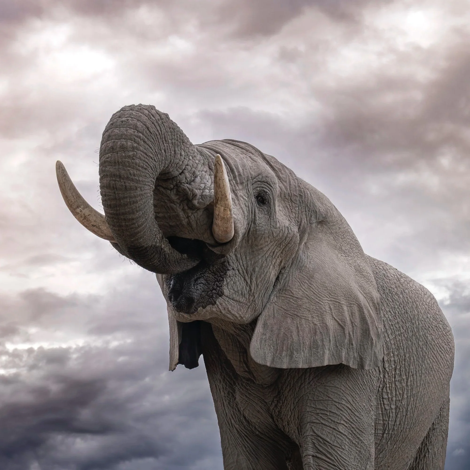 Elefant+closeup_01_NAM_A7RIV_2470GM.jpg
