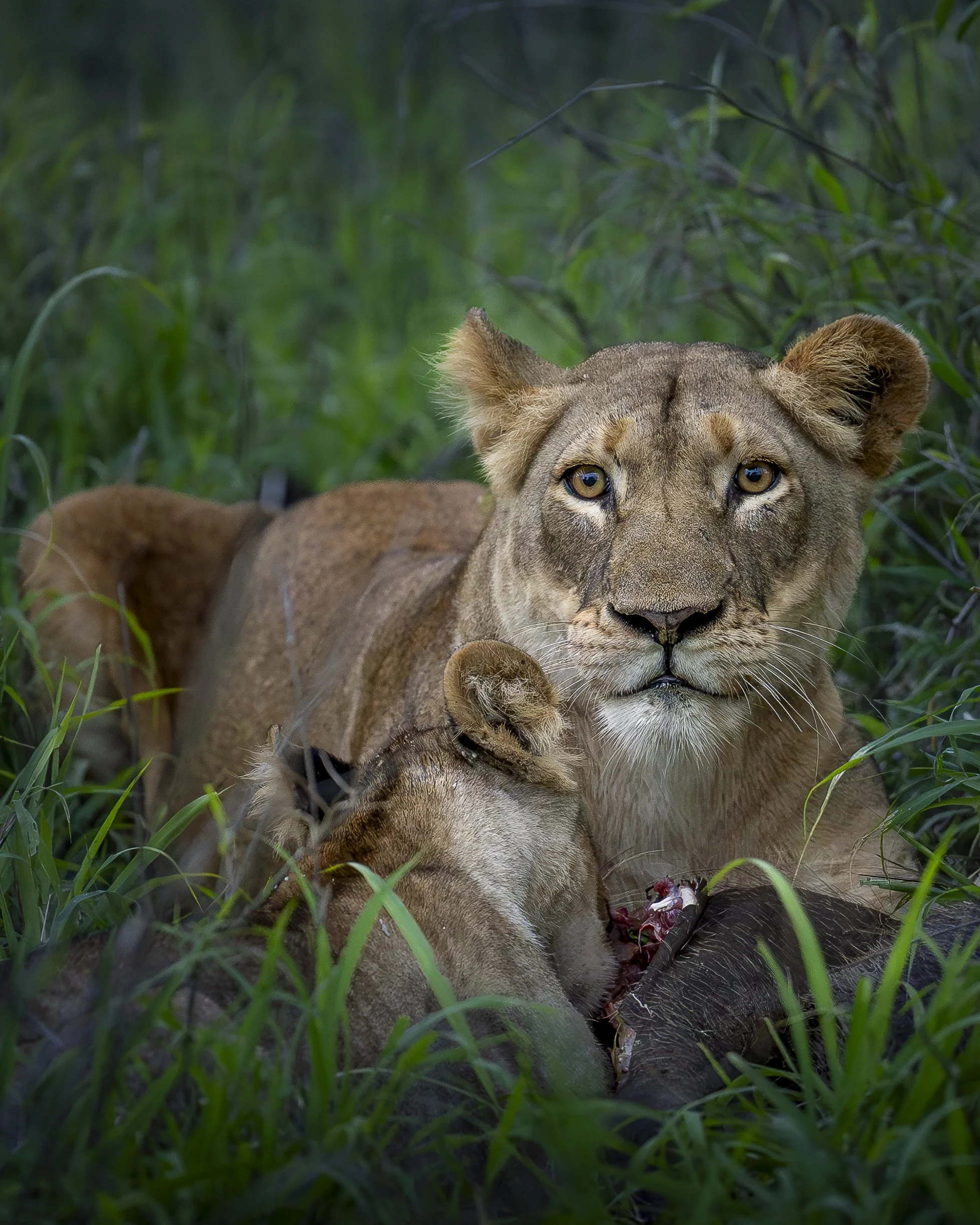 Löwenmutter Junges _01_ZMGA_A7S3_70200GMII.jpg