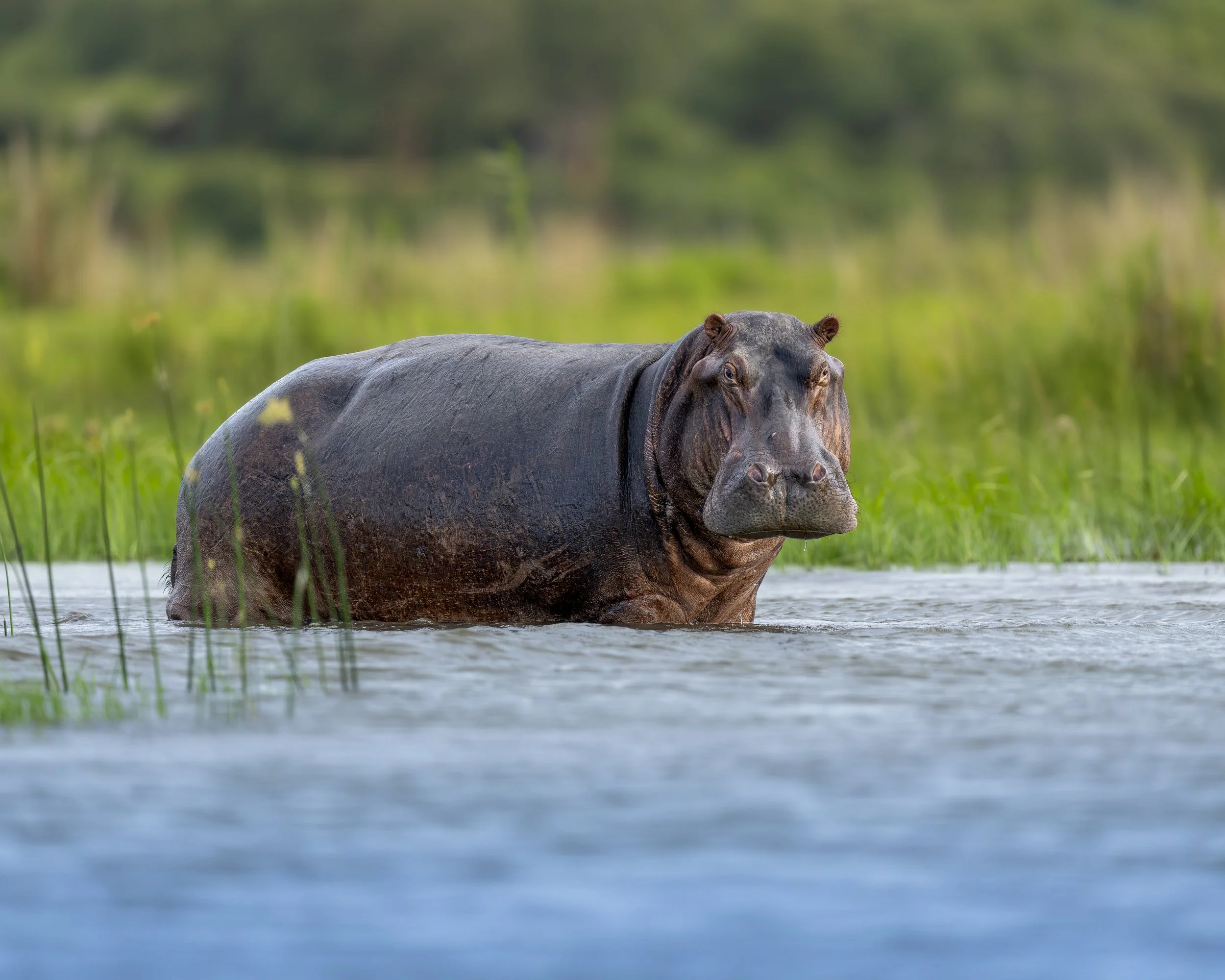 Big Hippo waiting for me_01_ZAM1226_A1II_600GM.jpg