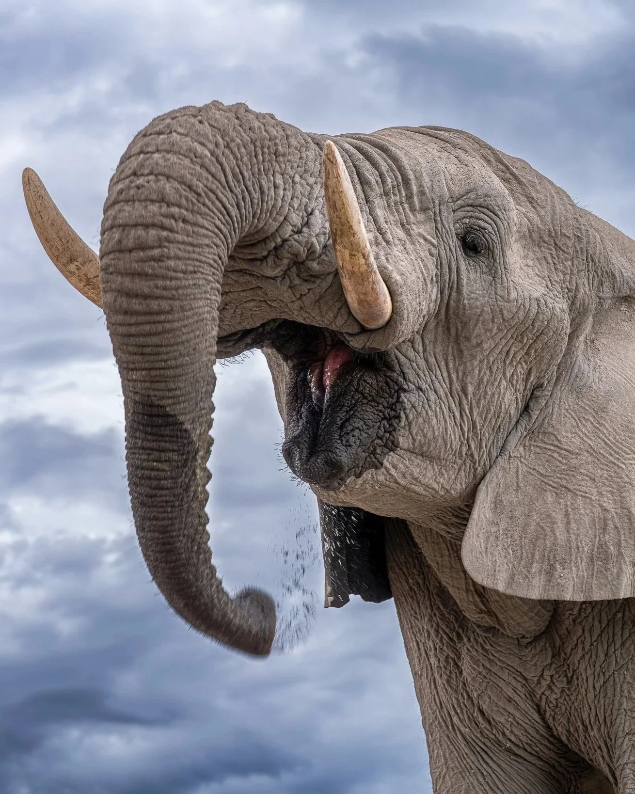 Dramatic+Elephant_A7RIV_2470GM_NAM-2.jpg