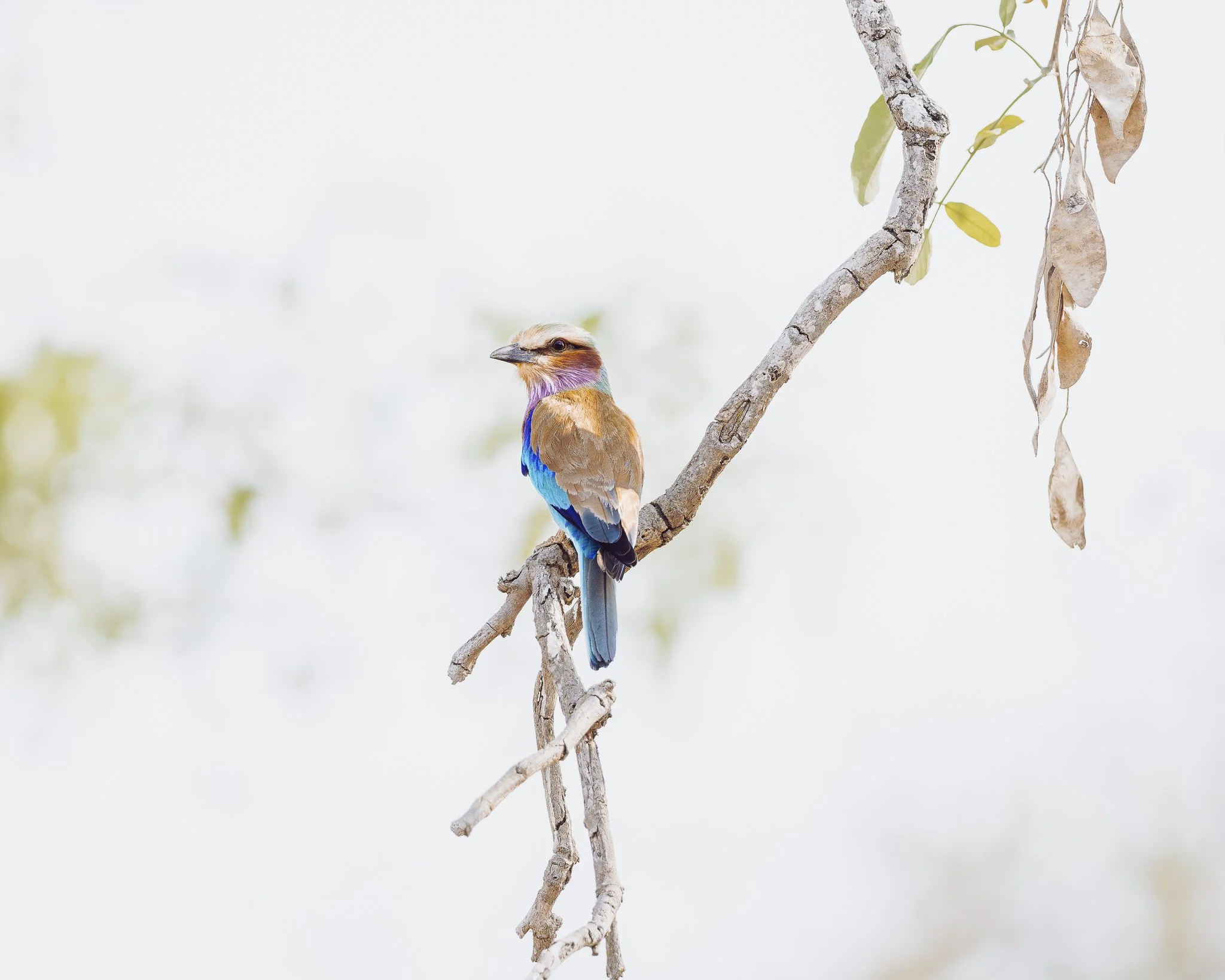 Lilac breasted Roller_OM_SLNP.jpg