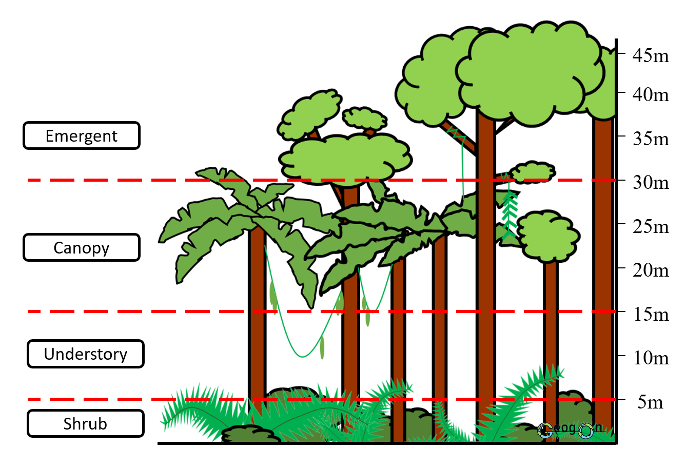 Rainforest Trees Layers