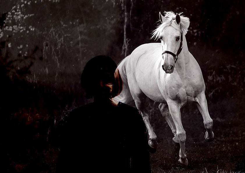 Atelier Esprit Animal : Le Cheval