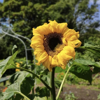 Building Biodiversity at Home