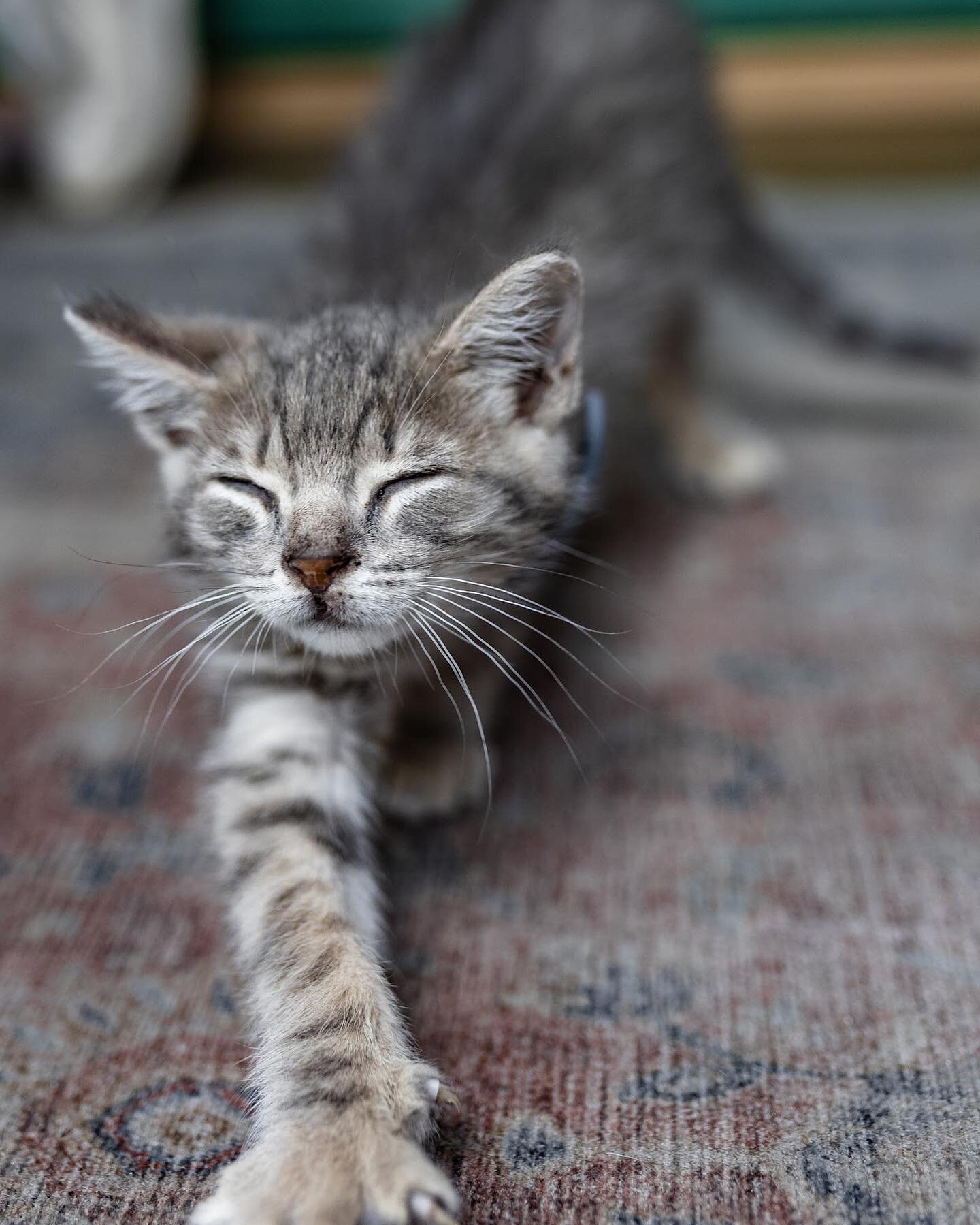 Hippo is here to remind you that there are 9 other kittens as cute as him waiting for snuggles on the camper! 🐱Purr-haps you can stop by and spend some quality time with them this week at:
🌸 Dixieland 
Monday, Wednesday-Friday 12-7pm
🌞 @lkldcurbma