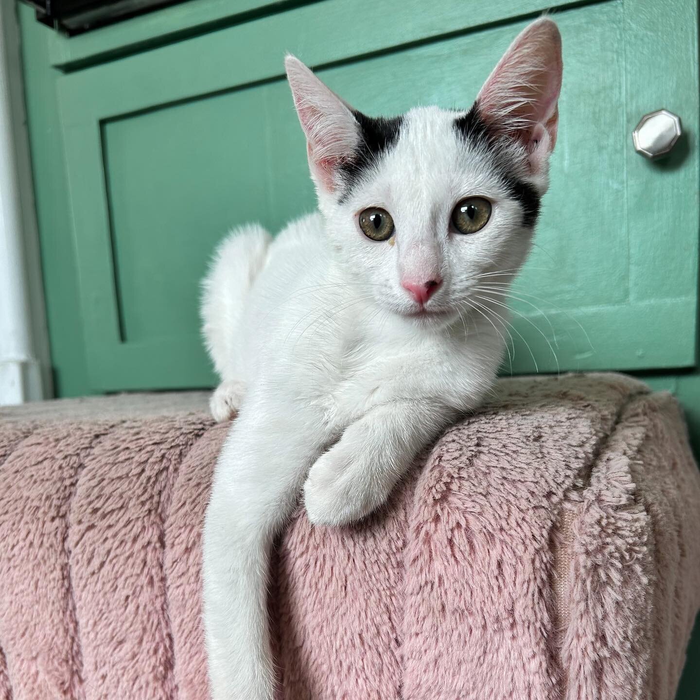 These Tweedles are a terrific twosome 🎆👯🎆 Dee and Dum are two 3-month-old kitties with a need for snugs and a &lsquo;tude when they don&rsquo;t get their way 😈😂 whether they&rsquo;re screaming because they want treats, or they&rsquo;re rolling o