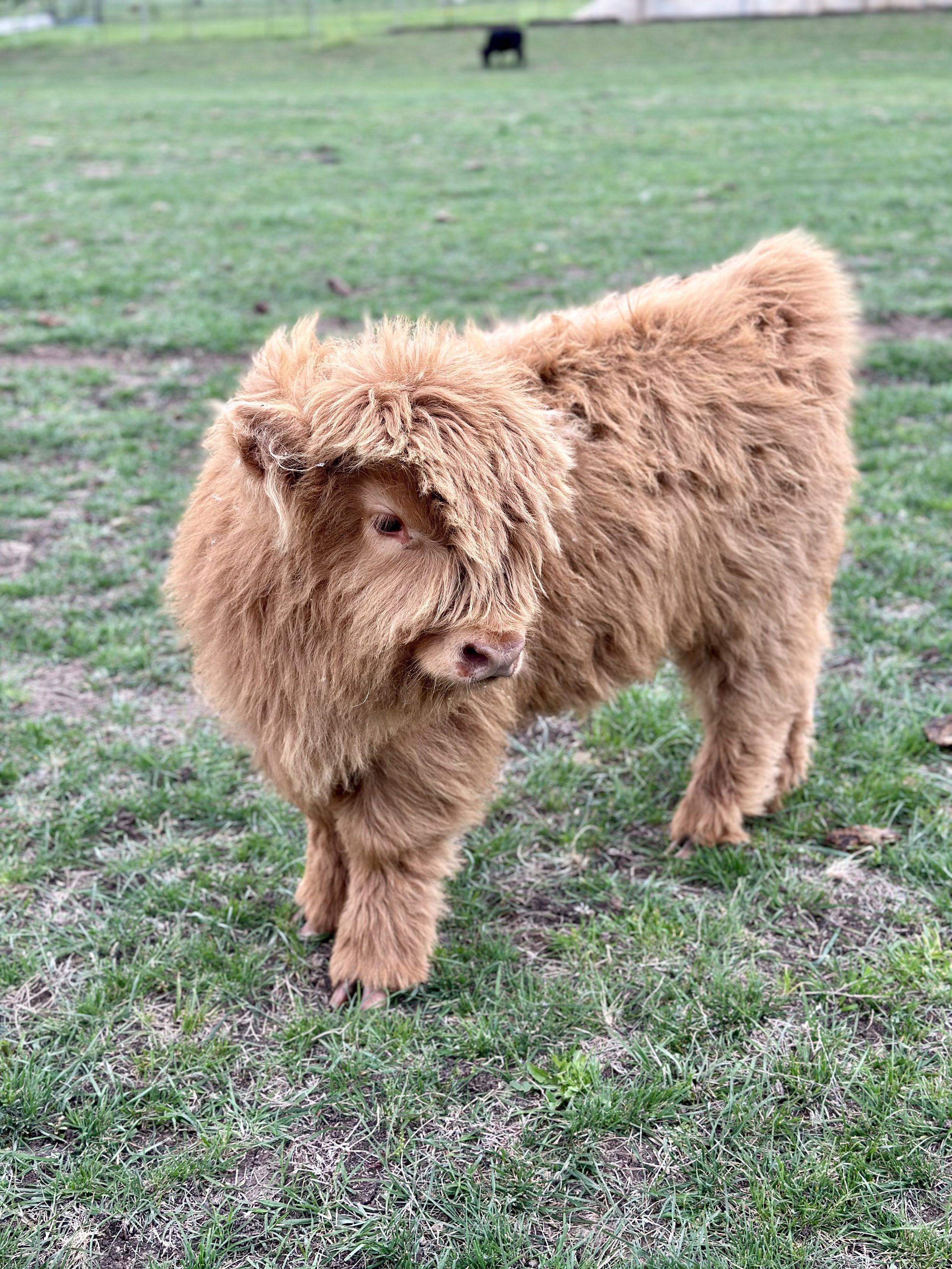 Oak - $5,000 steer/$7,000 bull