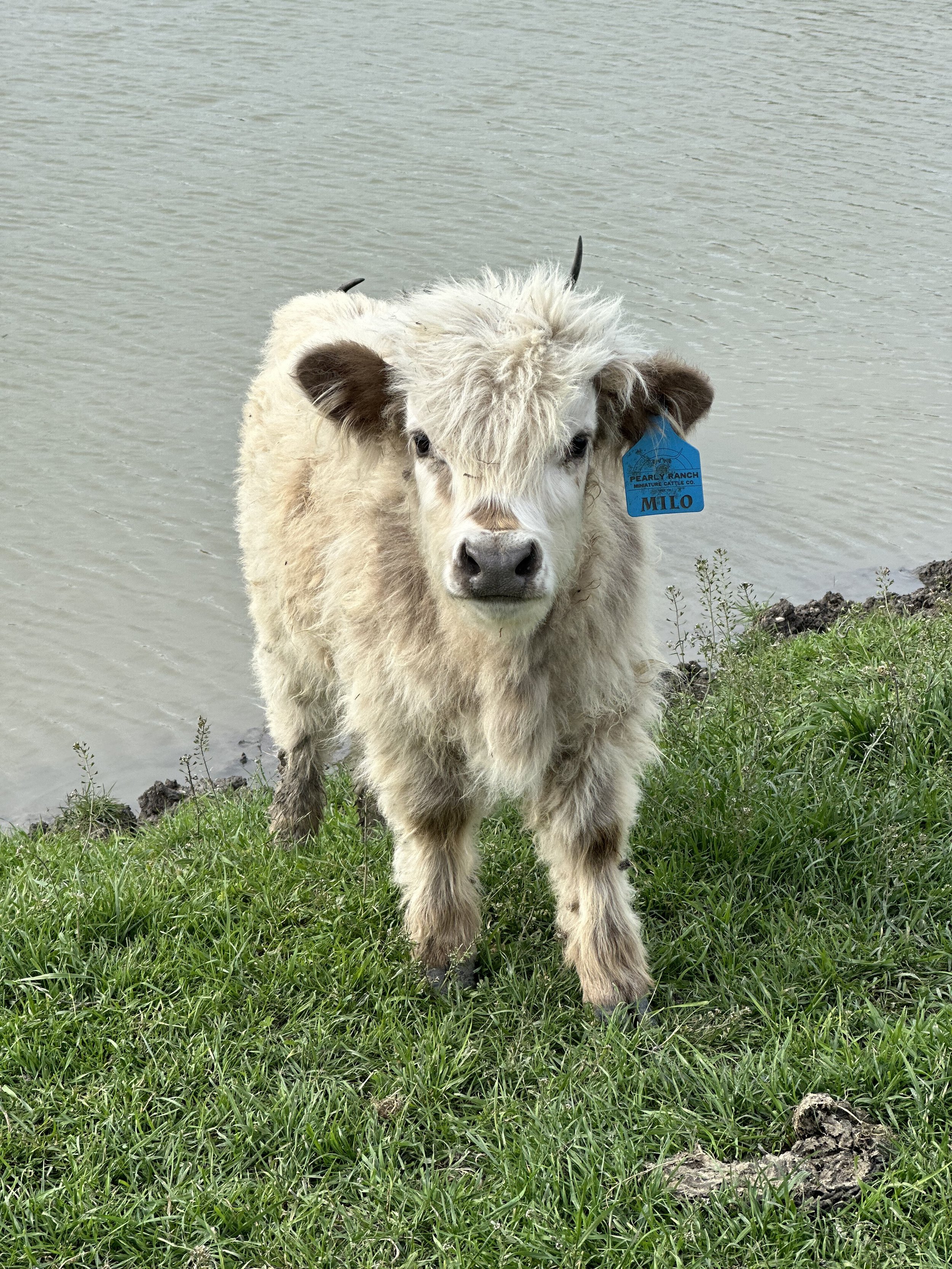 Milo - $5,000 Steer/ $7,500 Bull