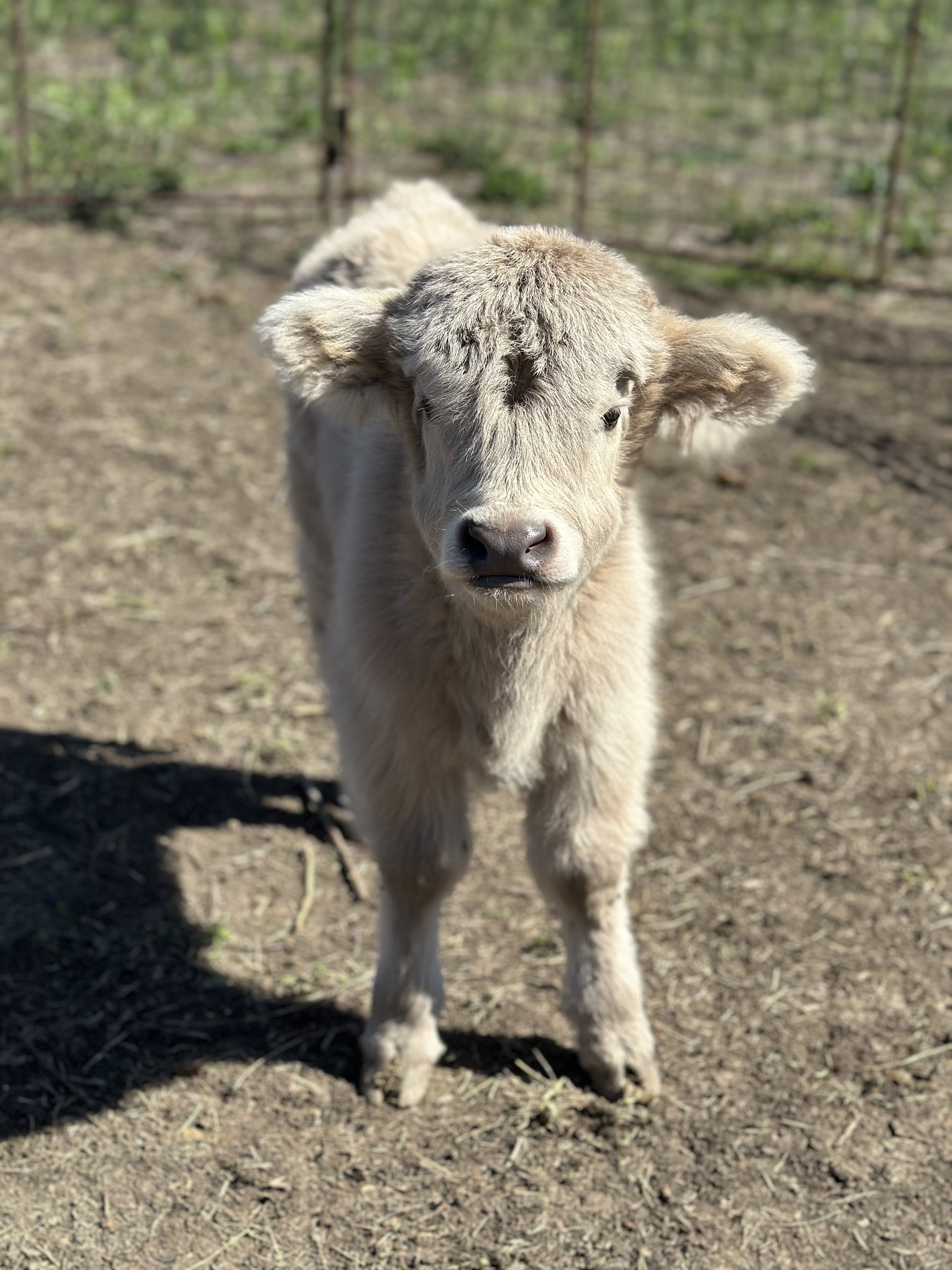 Diamond - $14,000 heifer