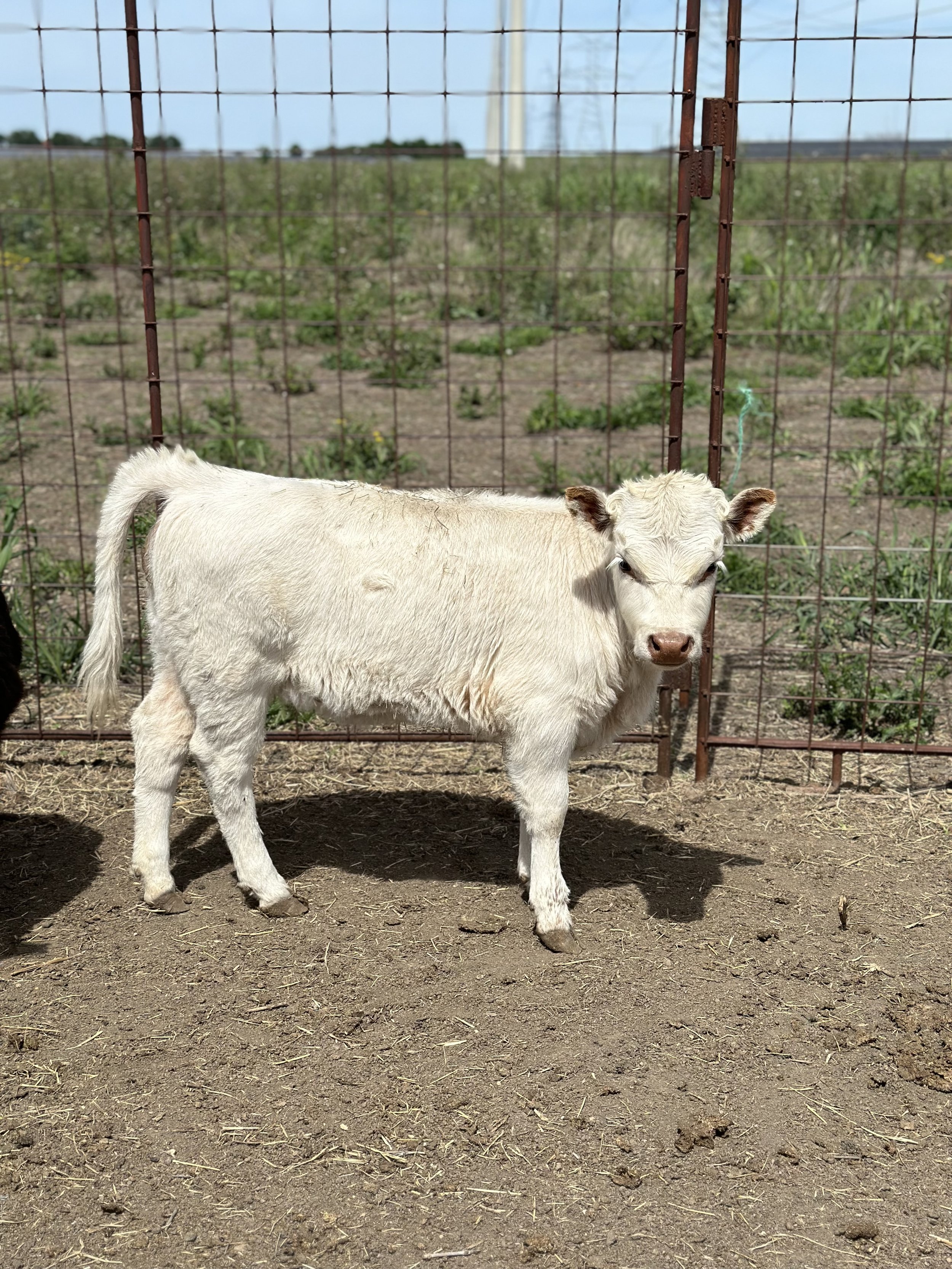 Chive - $5,000 Steer/$6,500 Bull