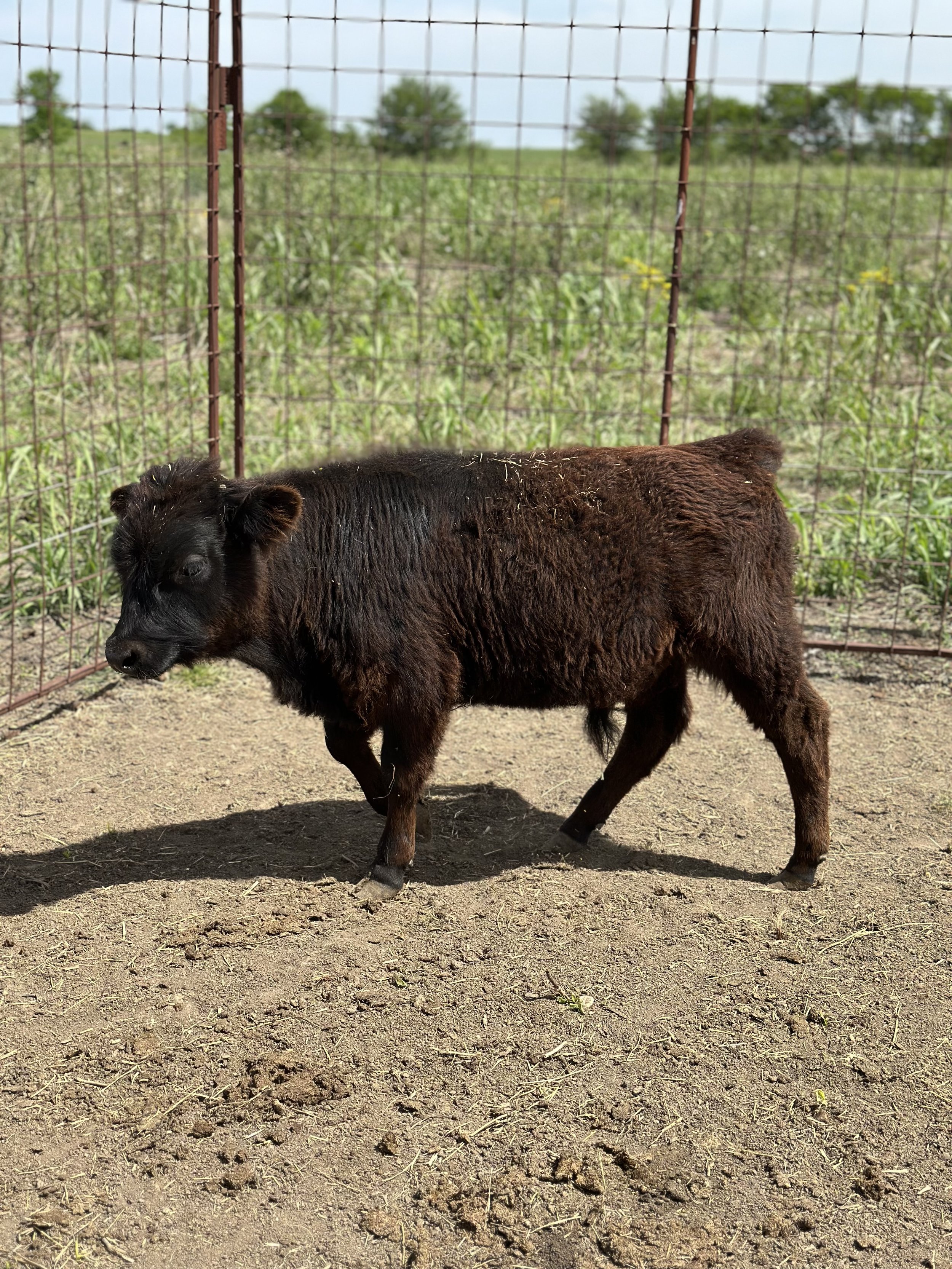 Spider - $3,000 Steer/Bull
