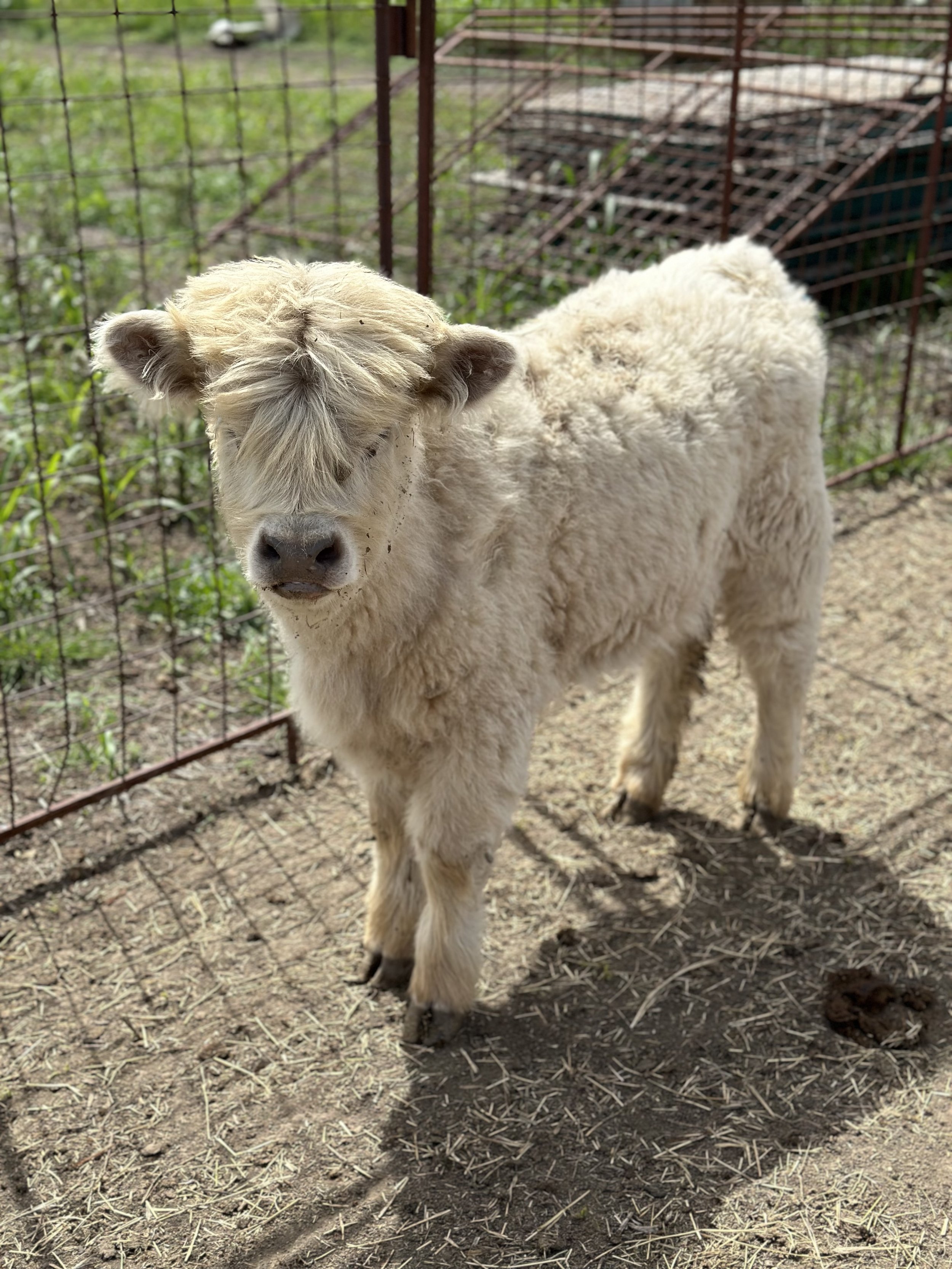 Jewel - $12,000 Heifer