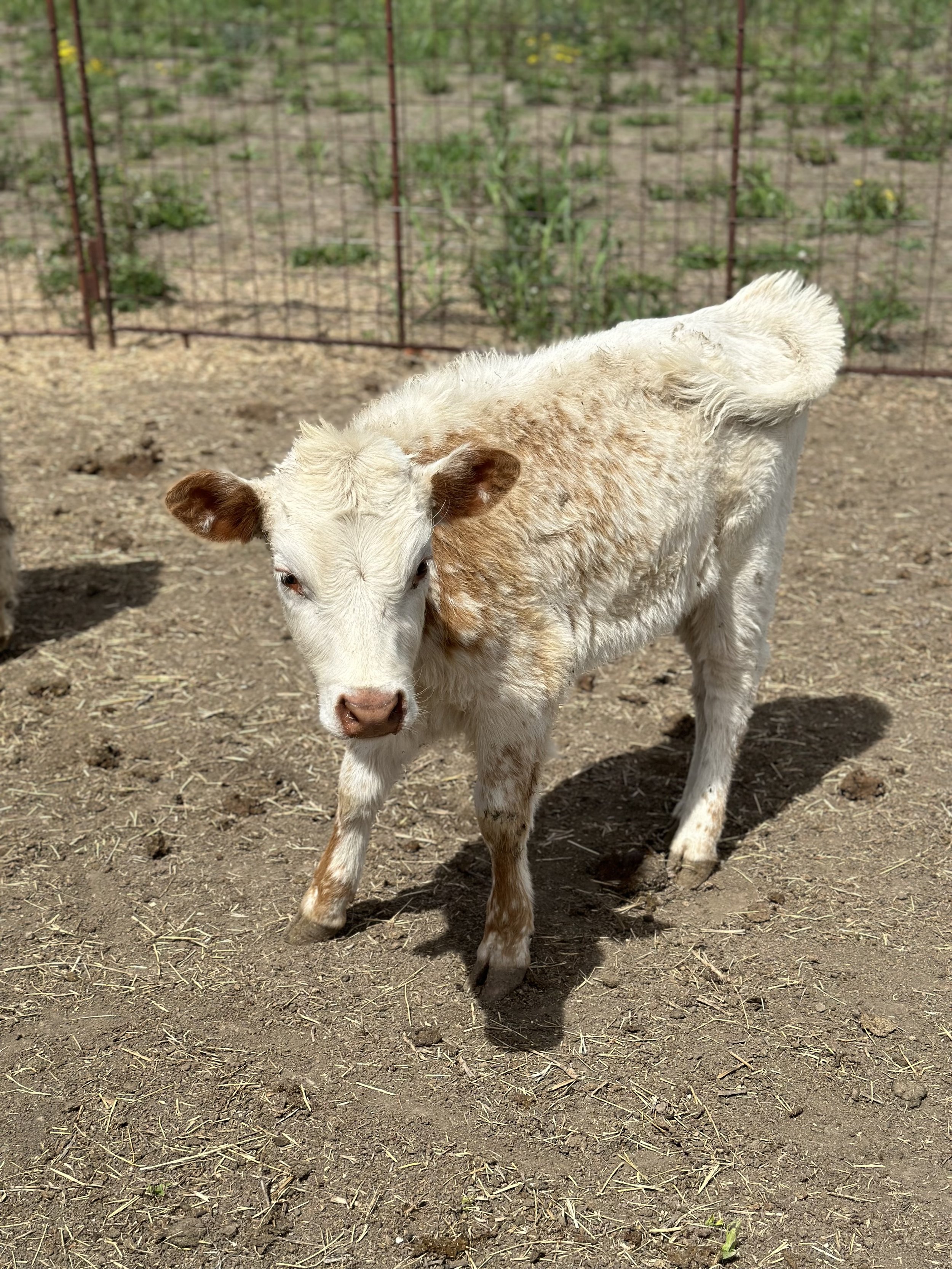 Jiggy - $5,000 Heifer