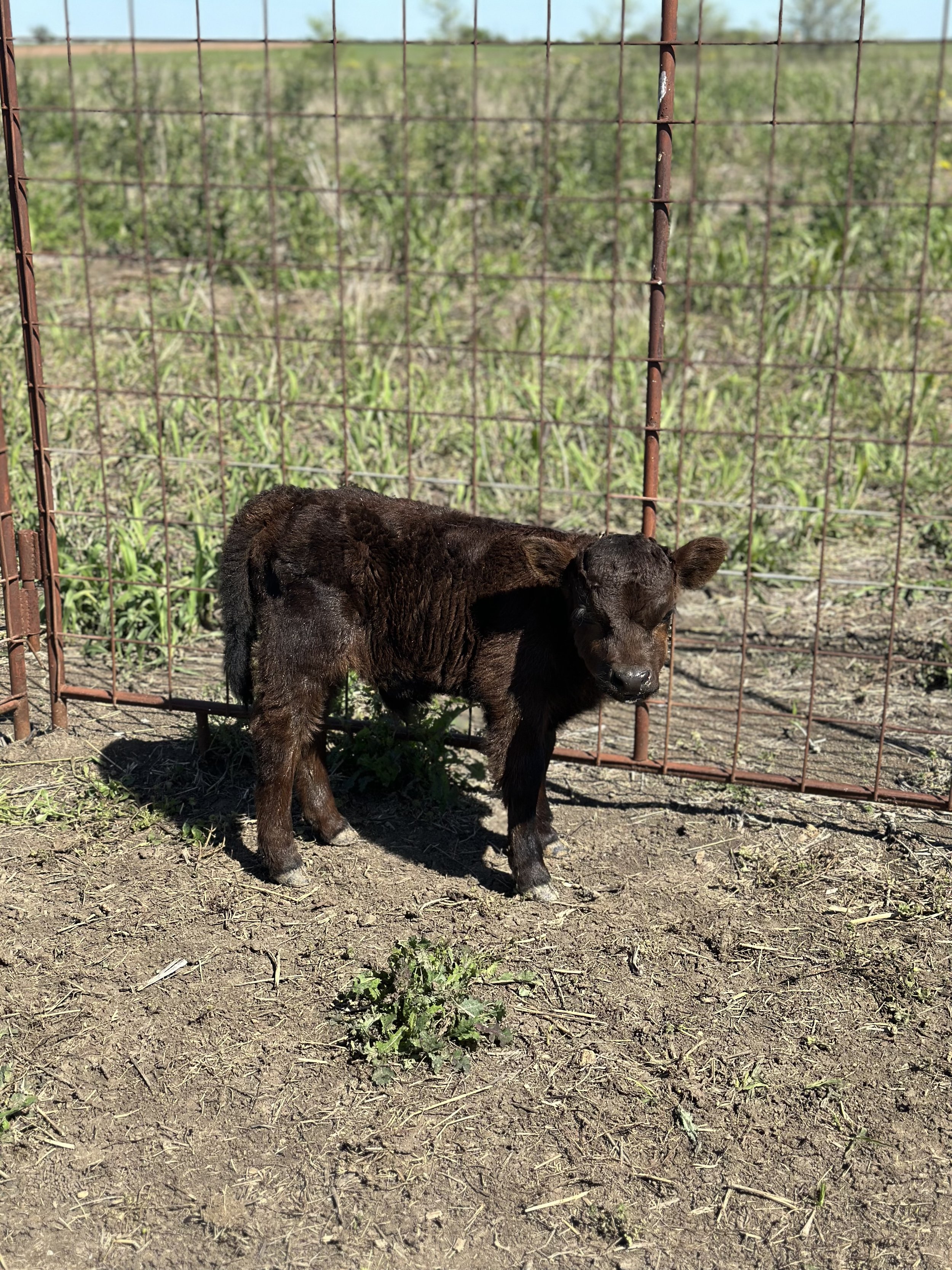 Mouse - $5,500 Steer/ $7,500 Bull